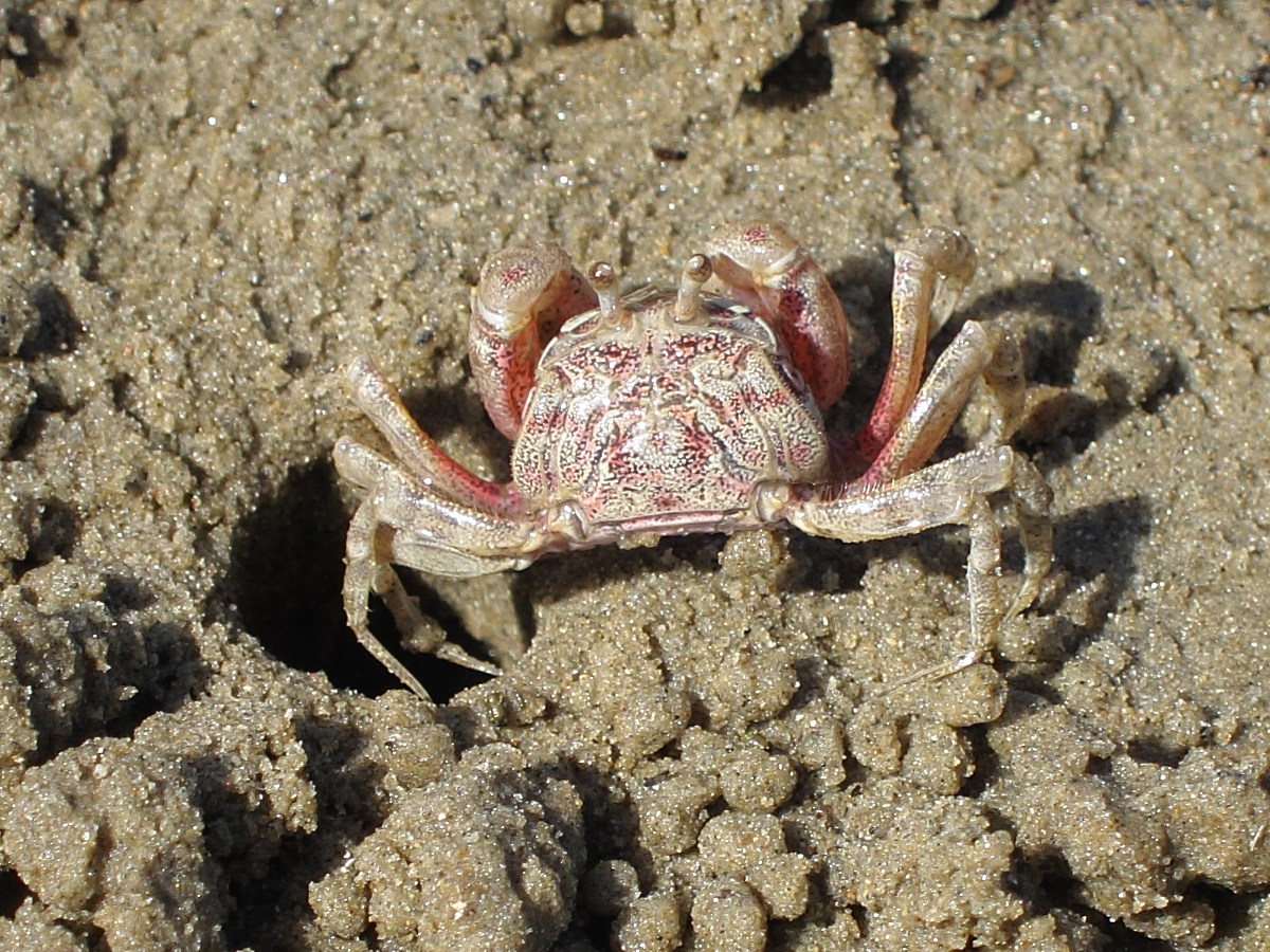 dotilla_fenestrata3bd