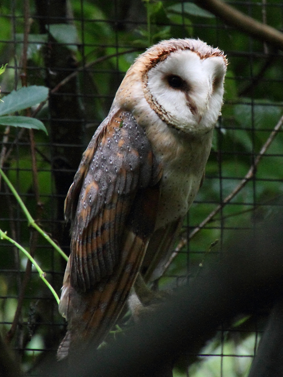 effraie_des_clochers_-_tyto_alba2md