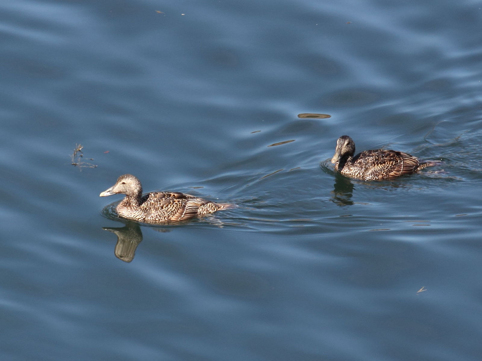 eider_a_duvet_-_somateria_mollissima3sd