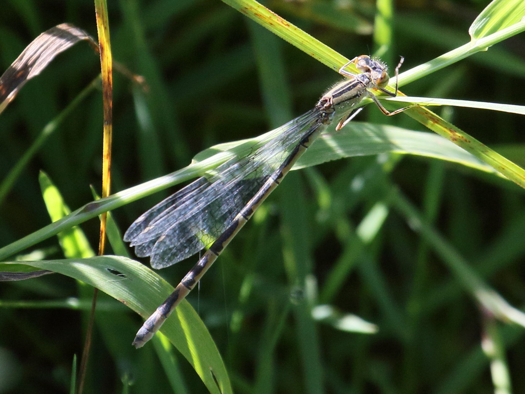 enallagma_cyathigerum8bd