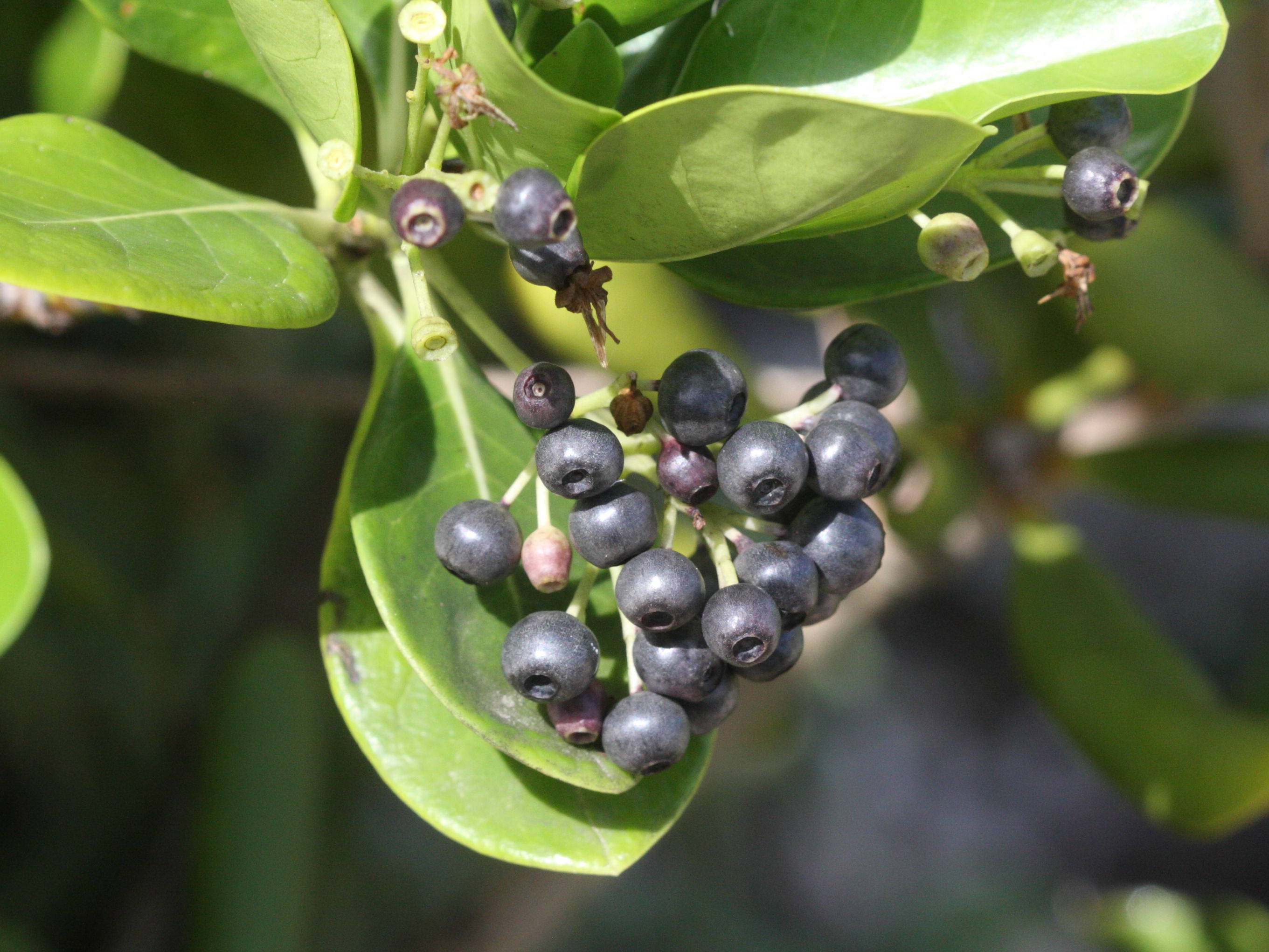 erithalis_odorifera3md