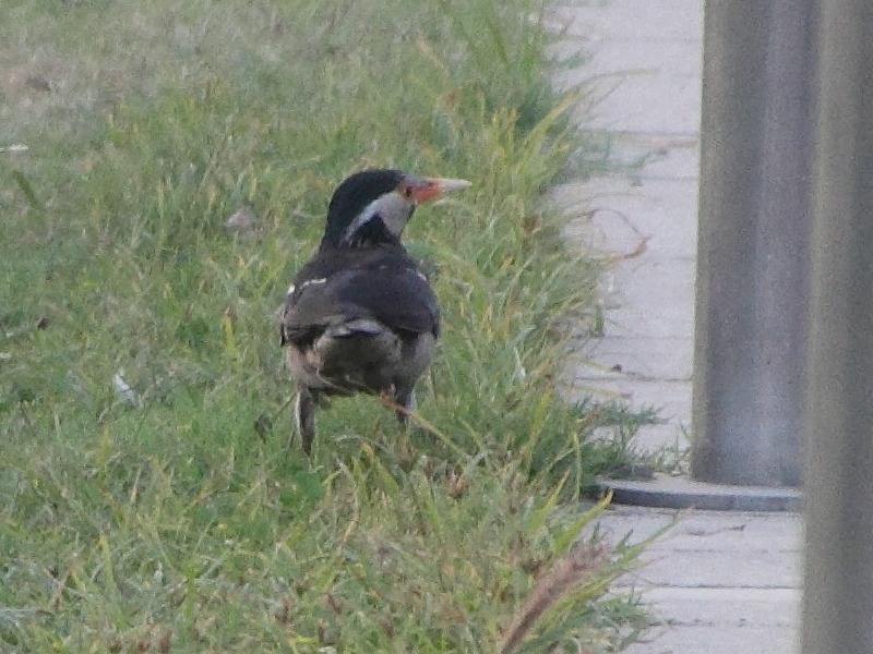 etourneau_pie_-_gracupica_contra3md