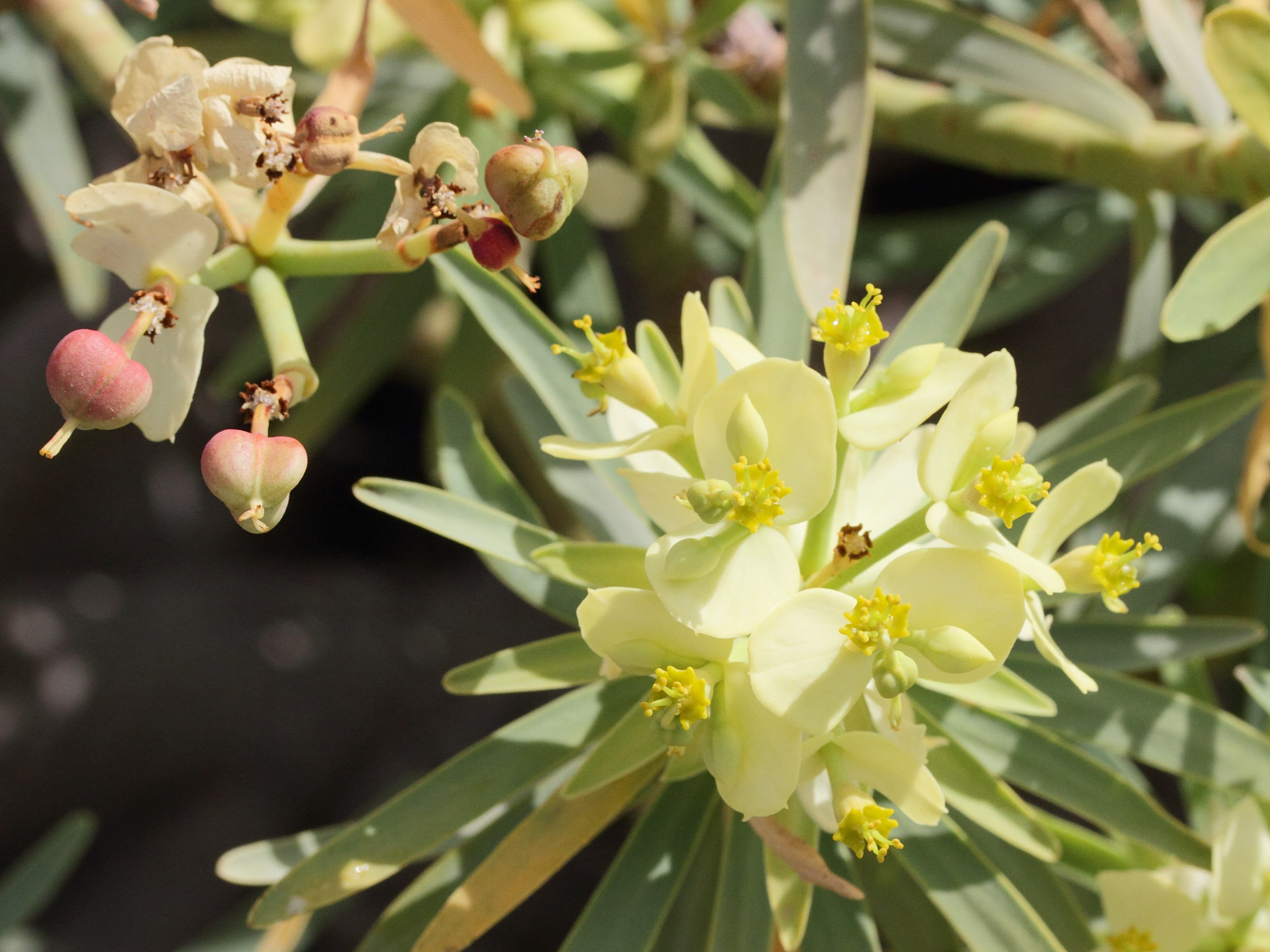 euphorbia_regis-jubae2md