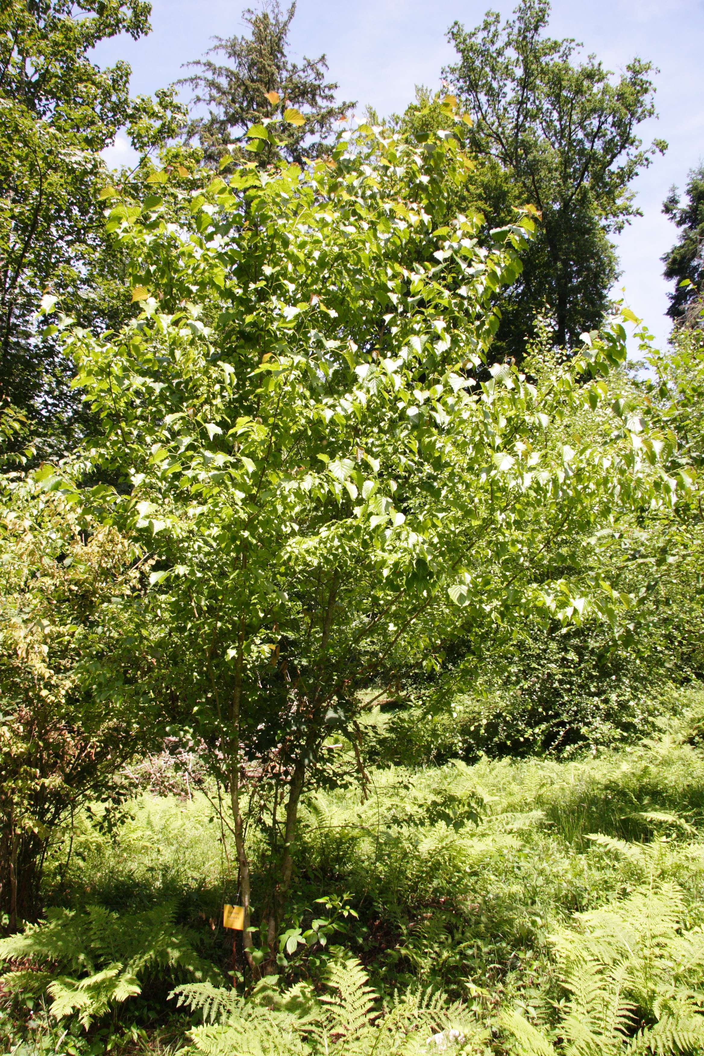 euptelea_polyandra1md