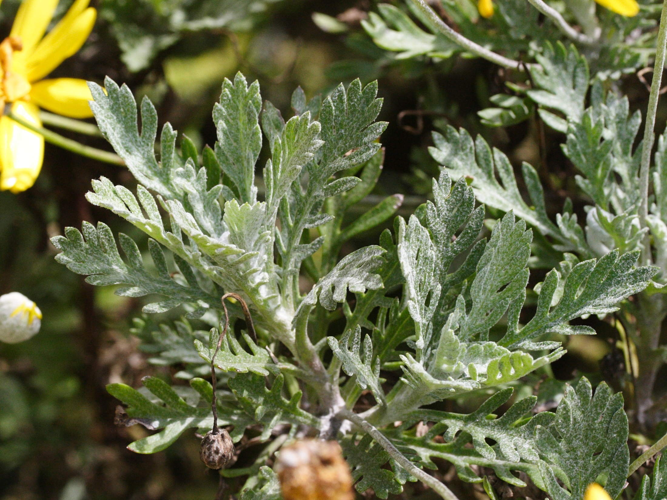 Afficher le média euryops_pectinatus3md euryops_pectinatus3md