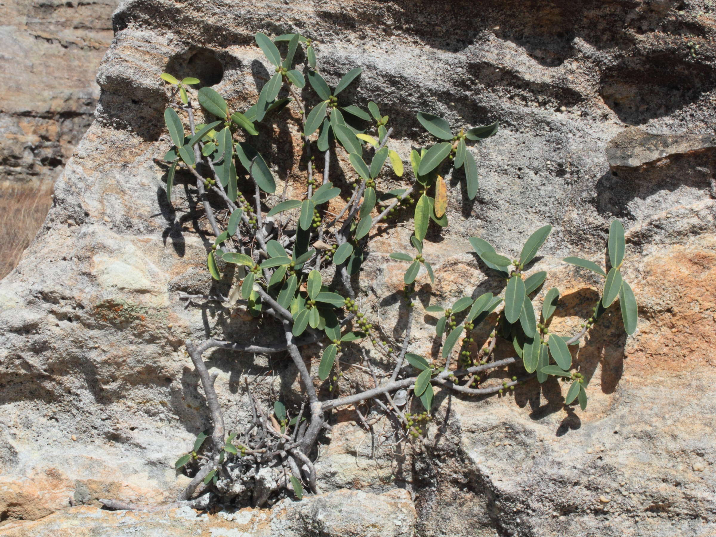 ficus_menabeensis_meridionalis1md