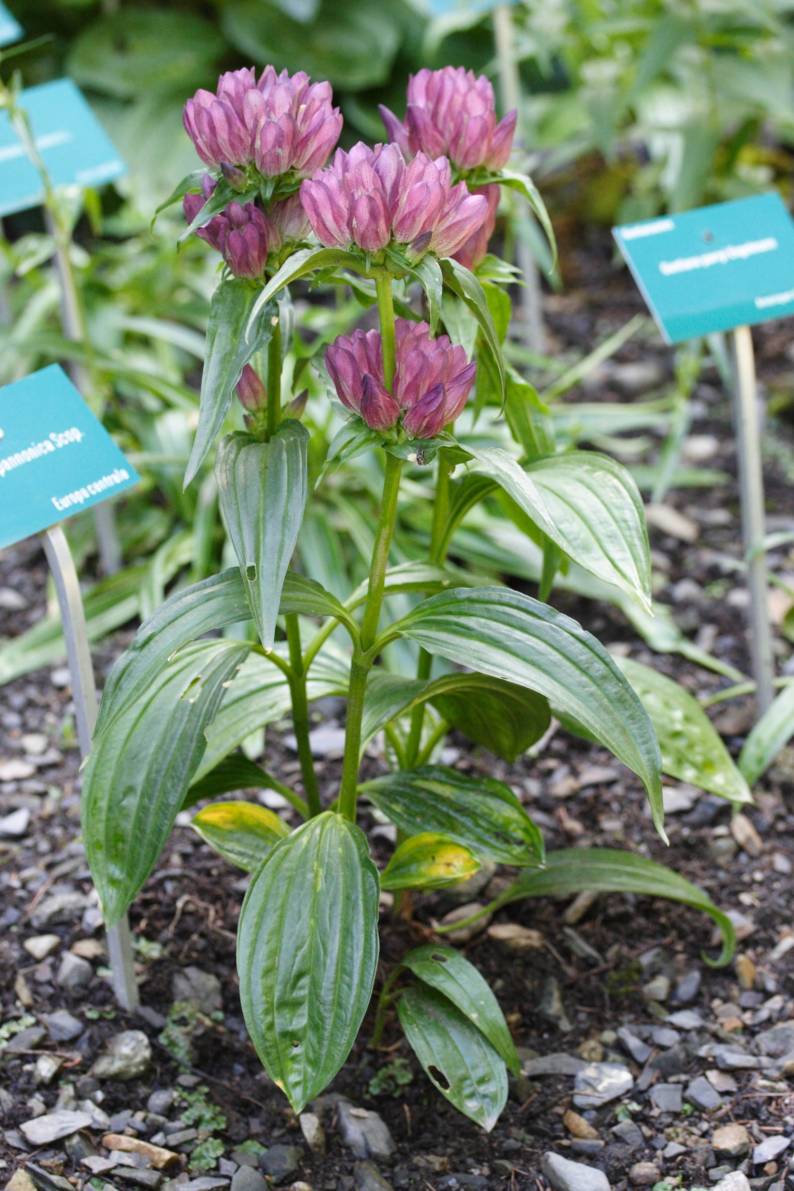 Gentiana_pannonica