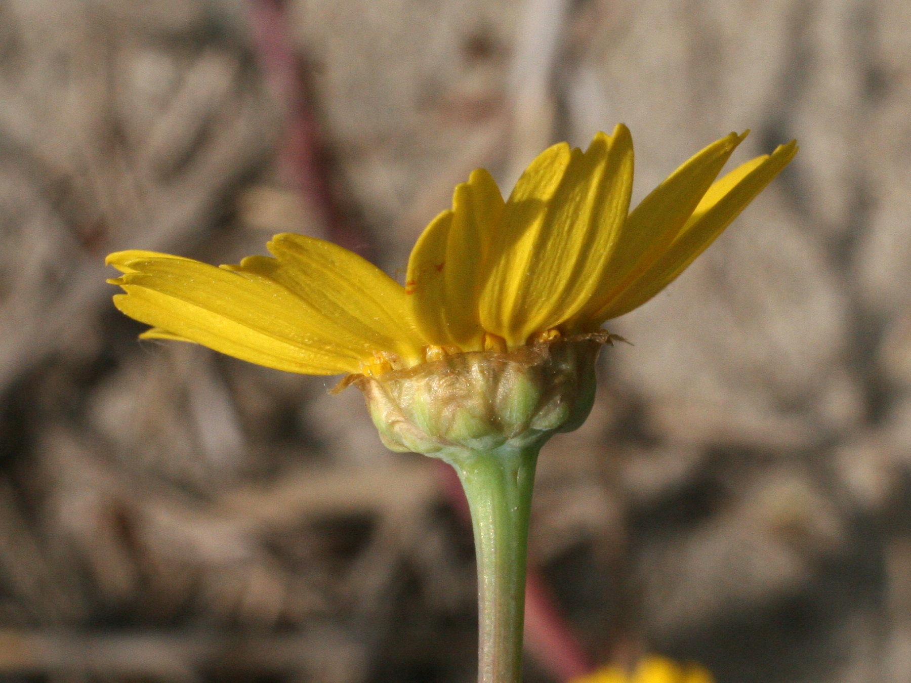 Afficher le média glebionis_segetum4md glebionis_segetum4md