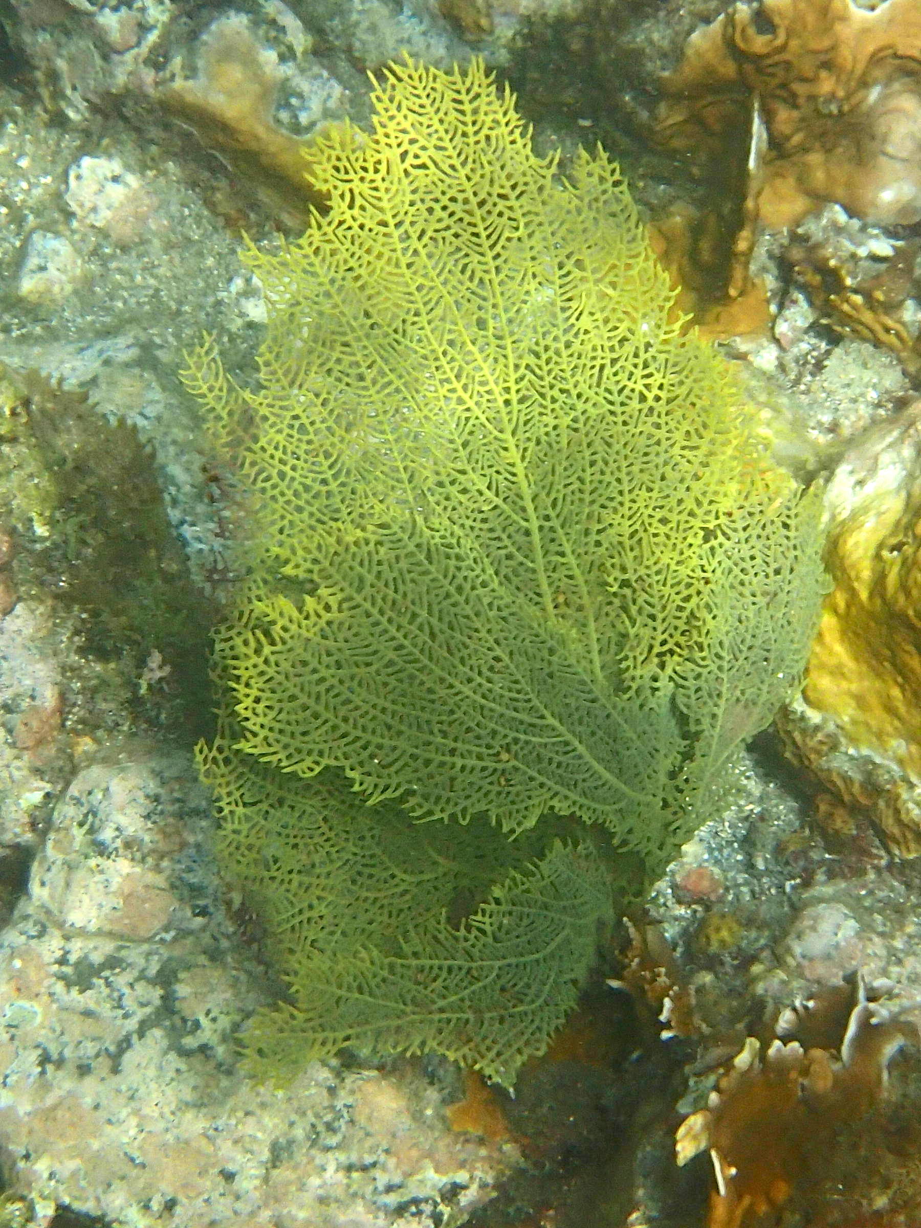 gorgonia_flabellum1sd