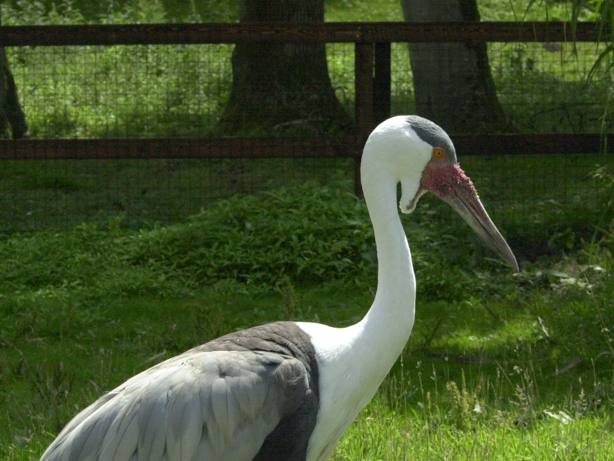 grue_caronculee_-_bugeranus_carunculatus2md