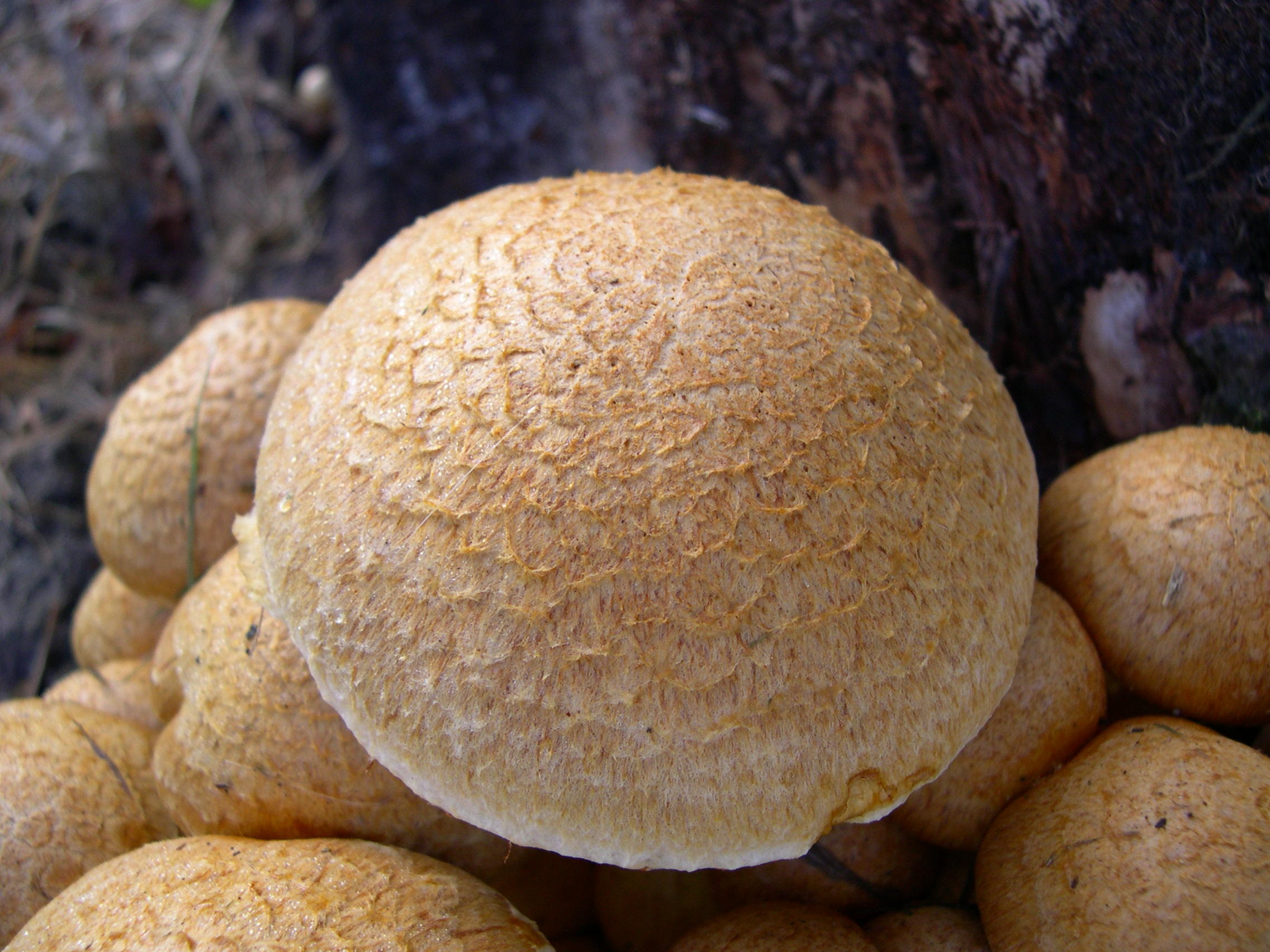 Afficher le média gymnopilus_spectabilis4md gymnopilus_spectabilis4md