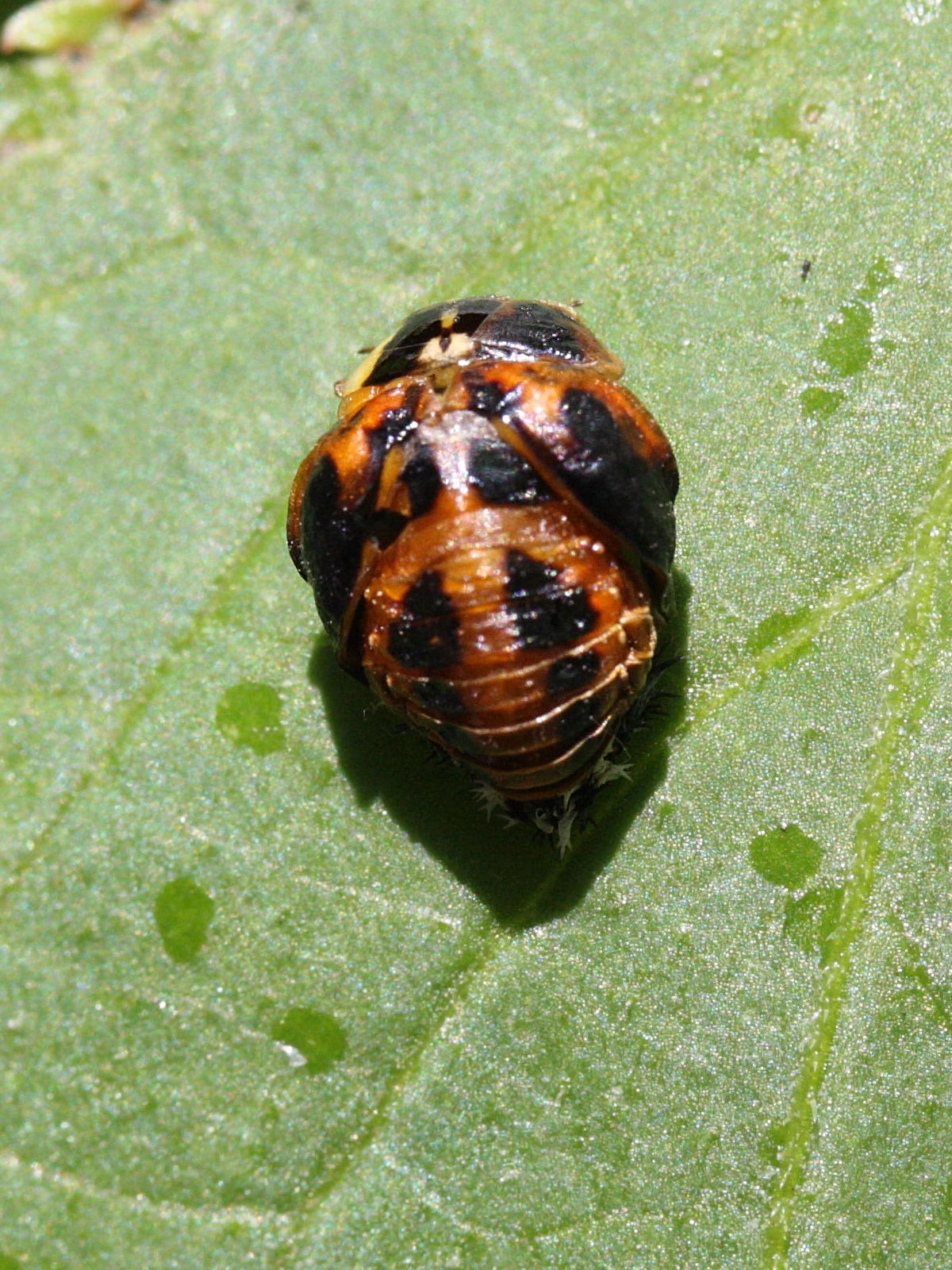 Afficher le média harmonia_axyridis10md harmonia_axyridis10md