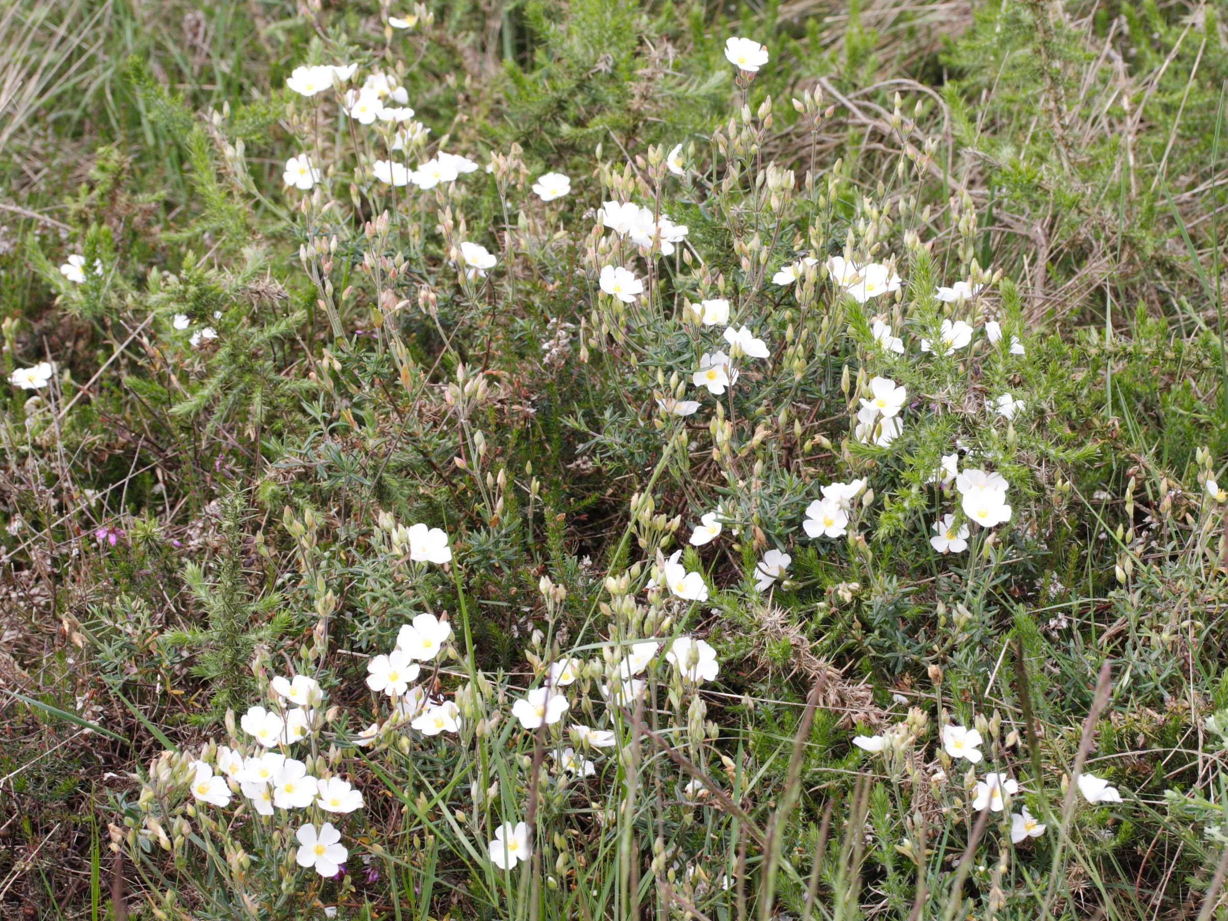 helianthemum_umbellatum1md