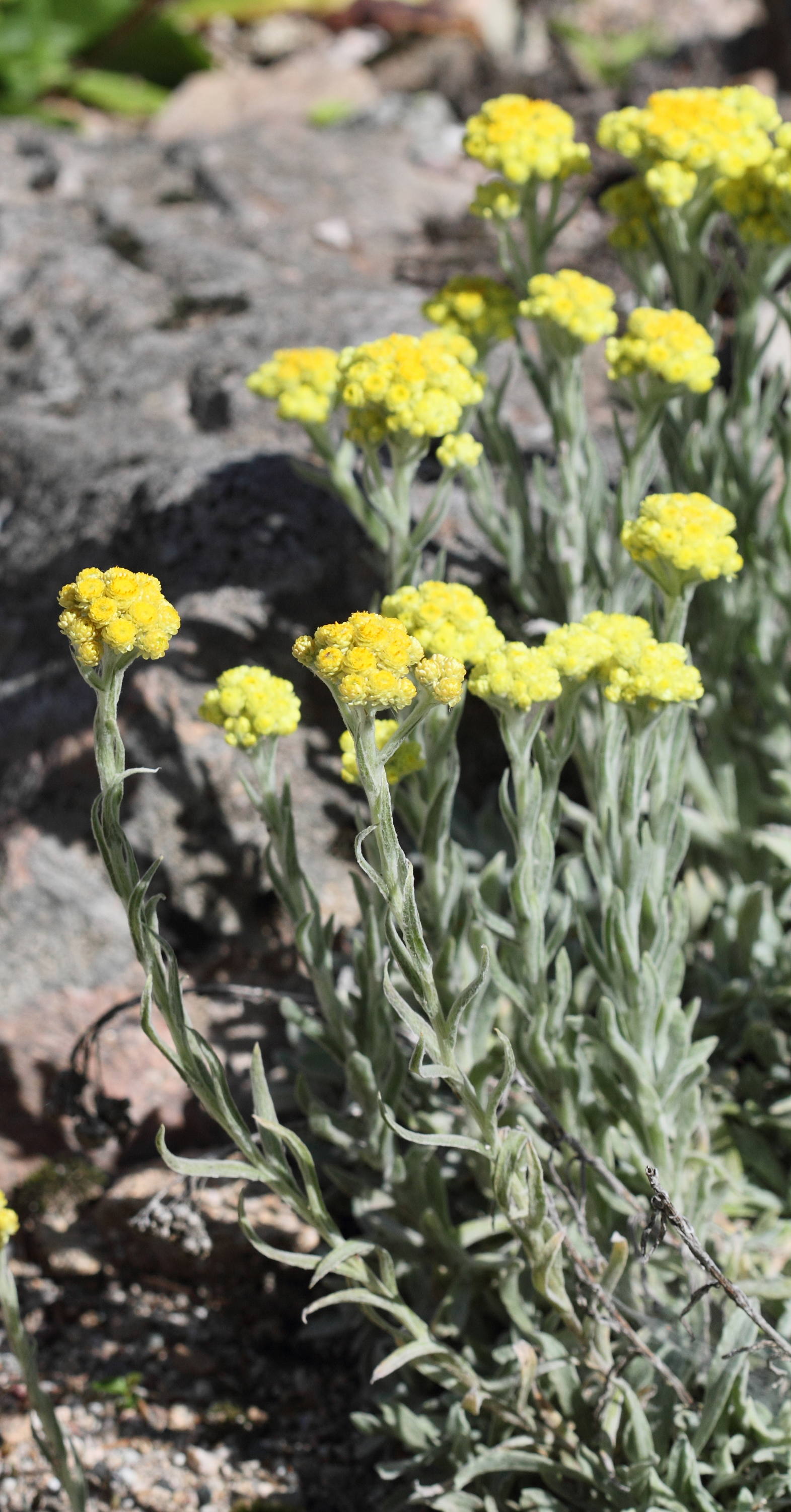 Afficher le média helichrysum_compactum1bd helichrysum_compactum1bd