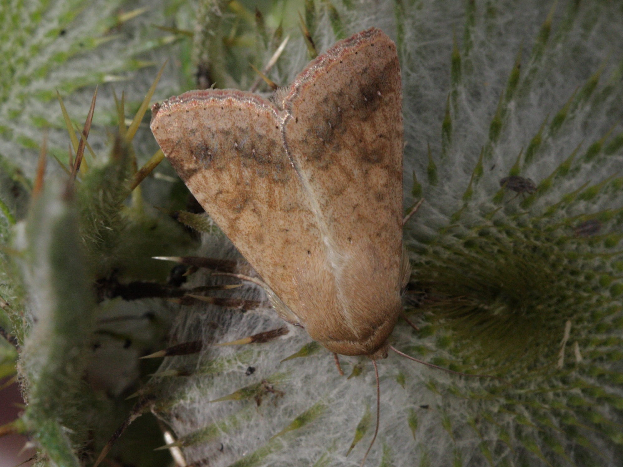 helicoverpa_armigera2bd