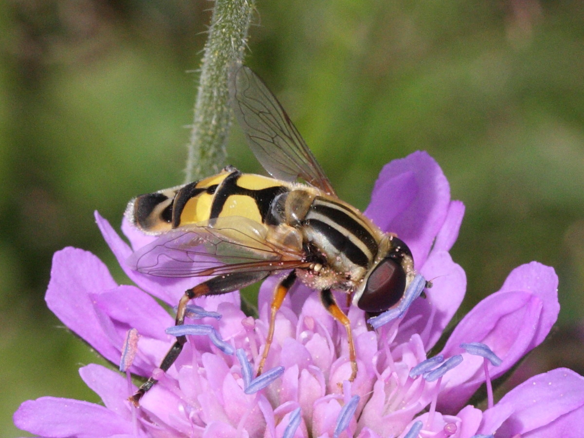 helophilus_pendulus2md