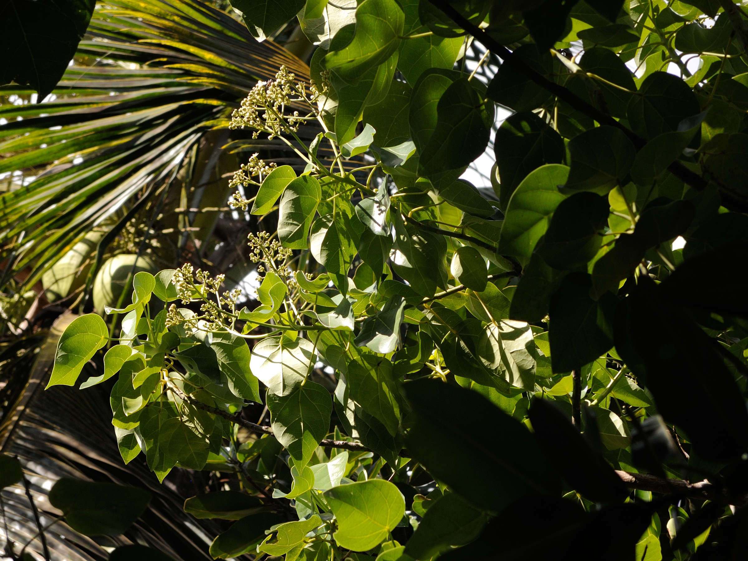 hernandia_nymphaeifolia2md