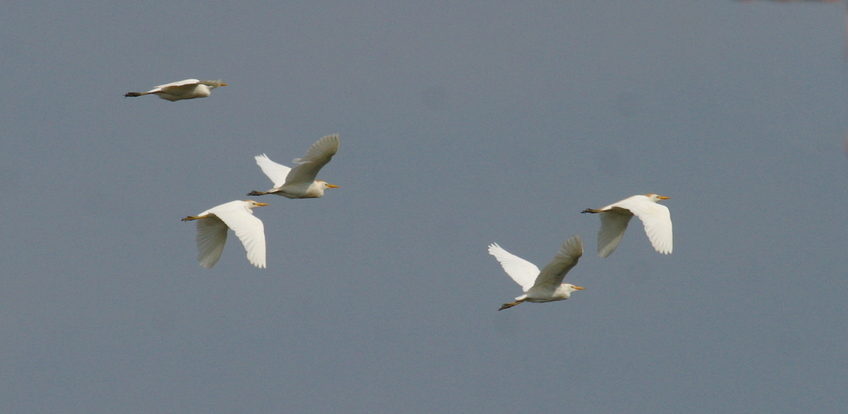 heron_gardeboeufs_-_bubulcus_ibis4bd