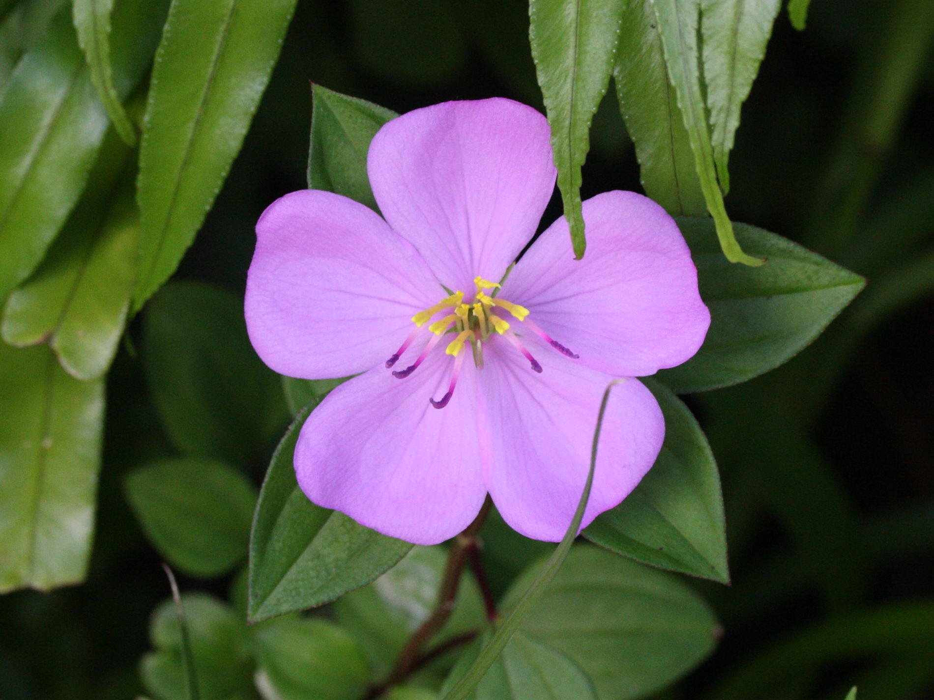 Afficher le média heterotis_rotundifolia2md heterotis_rotundifolia2md