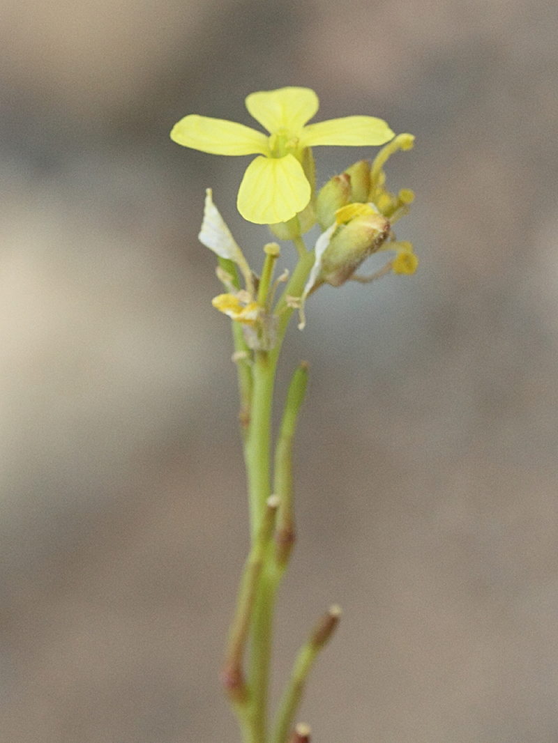 Afficher le média hirschfeldia_incana3md hirschfeldia_incana3md