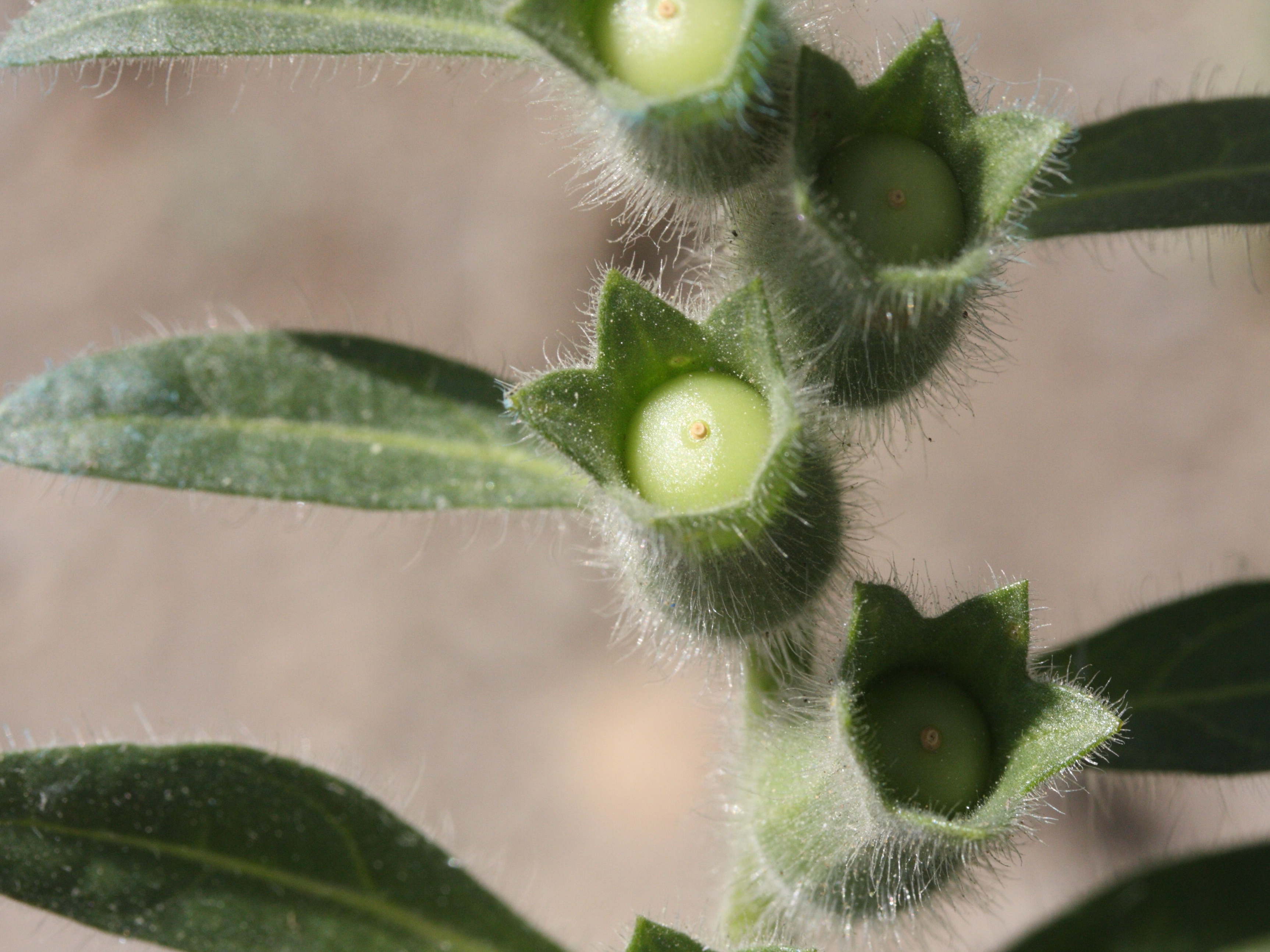 Afficher le média hyoscyamus_albus5md hyoscyamus_albus5md