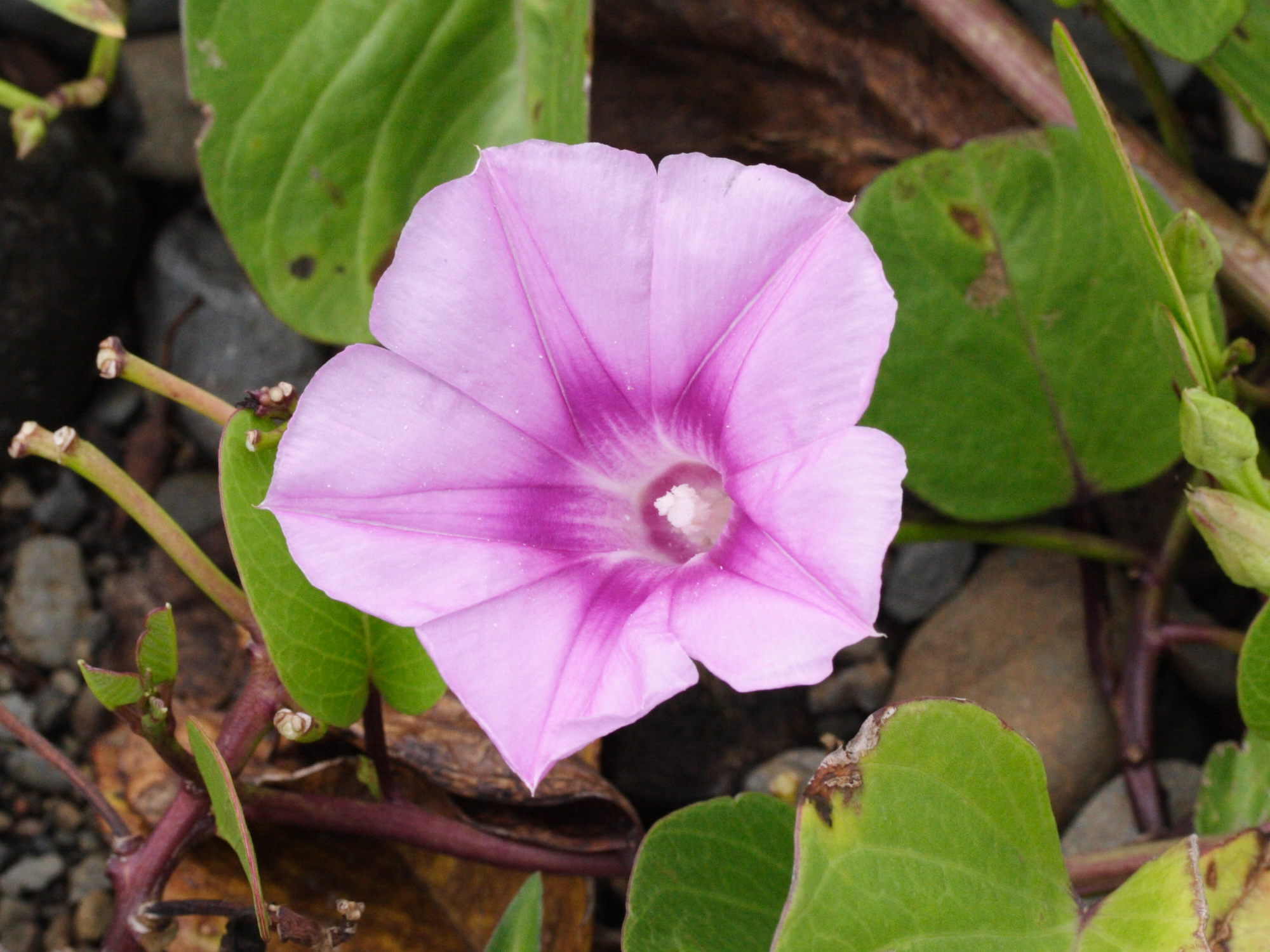 Afficher le média ipomoea_pes-caprae3md ipomoea_pes-caprae3md