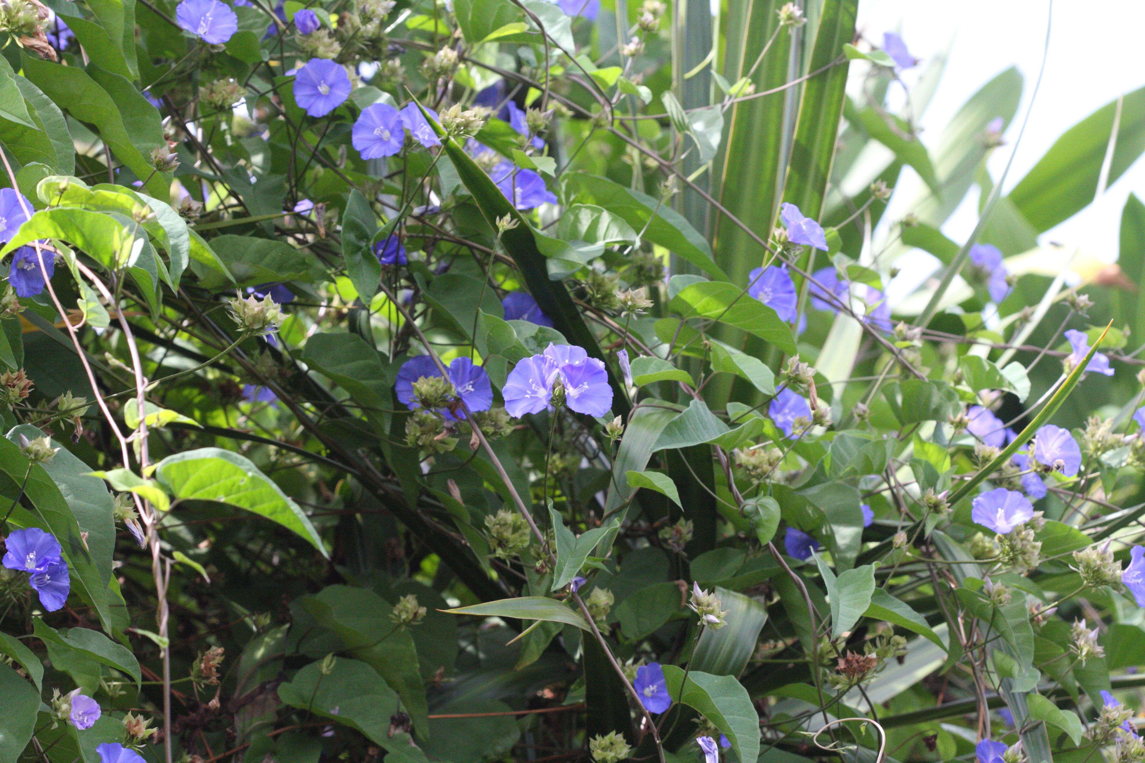 Afficher le média jacquemontia_pentantha1md jacquemontia_pentantha1md