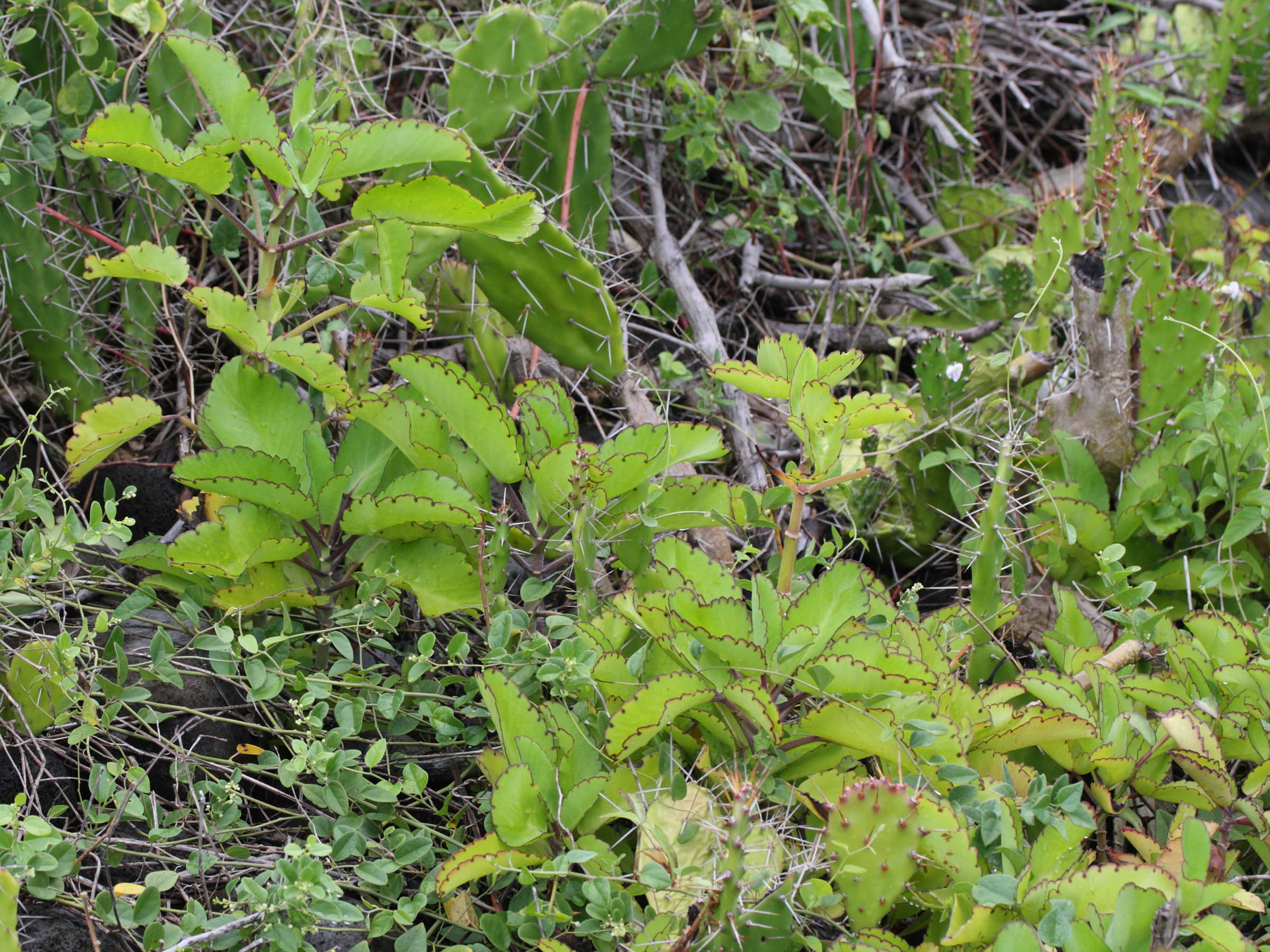 kalanchoe_pinnata4md