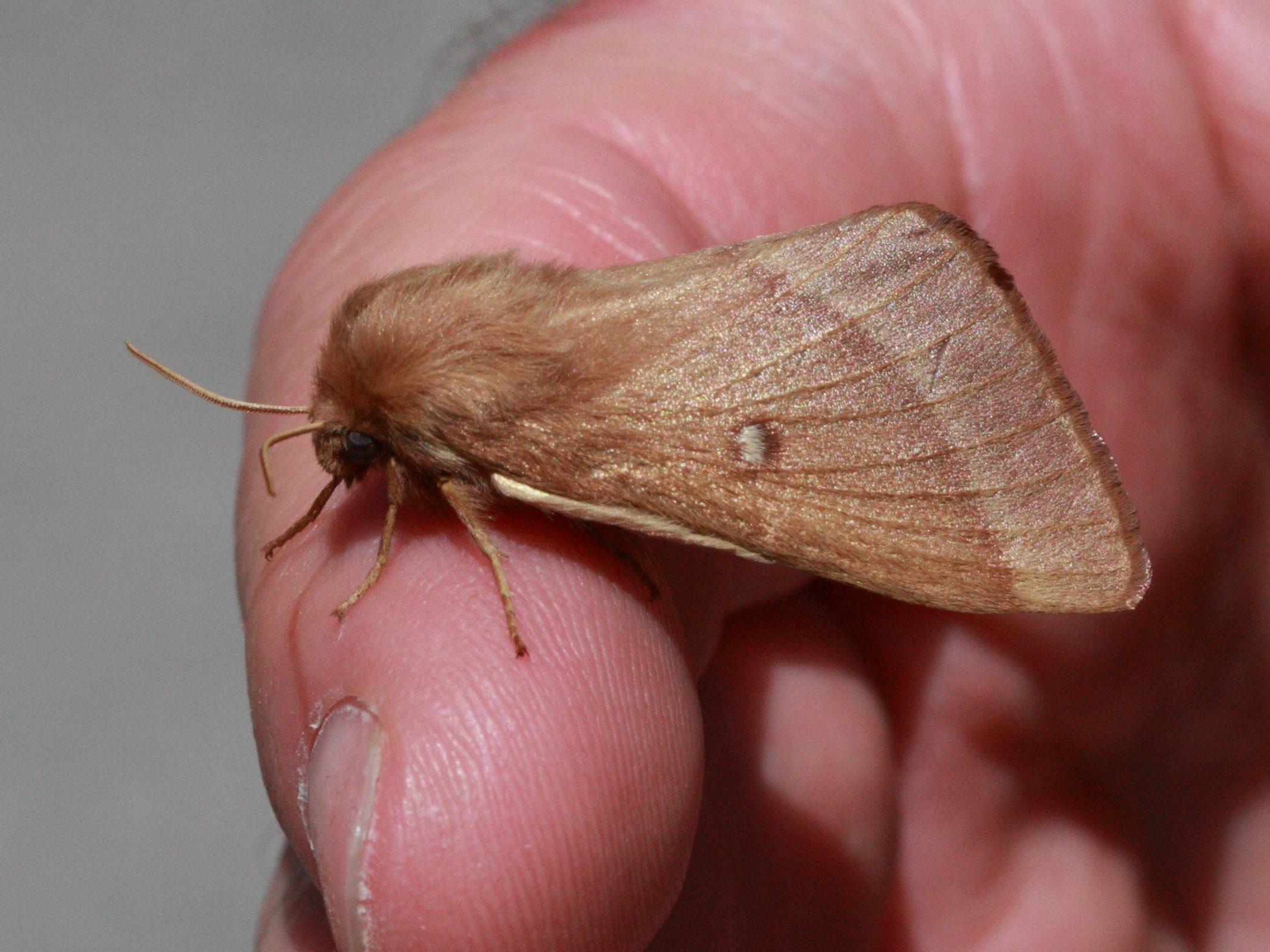 Afficher le média lasiocampa_trifolii5bd lasiocampa_trifolii5bd