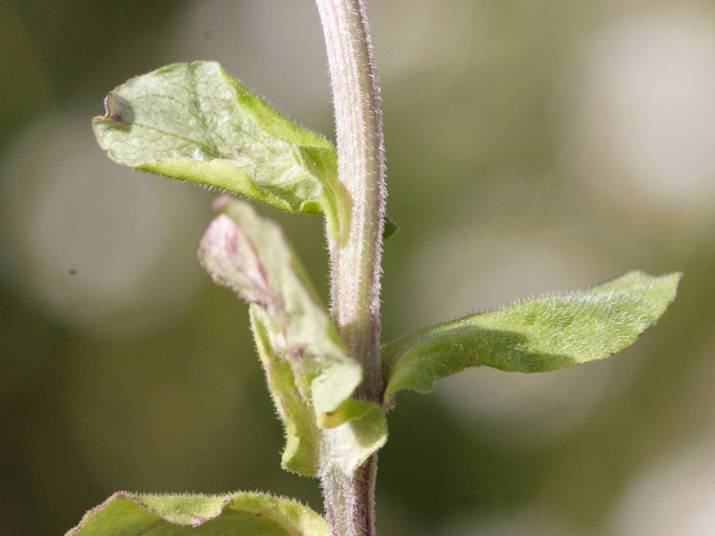 Afficher le média legousia_speculum-veneris2md legousia_speculum-veneris2md