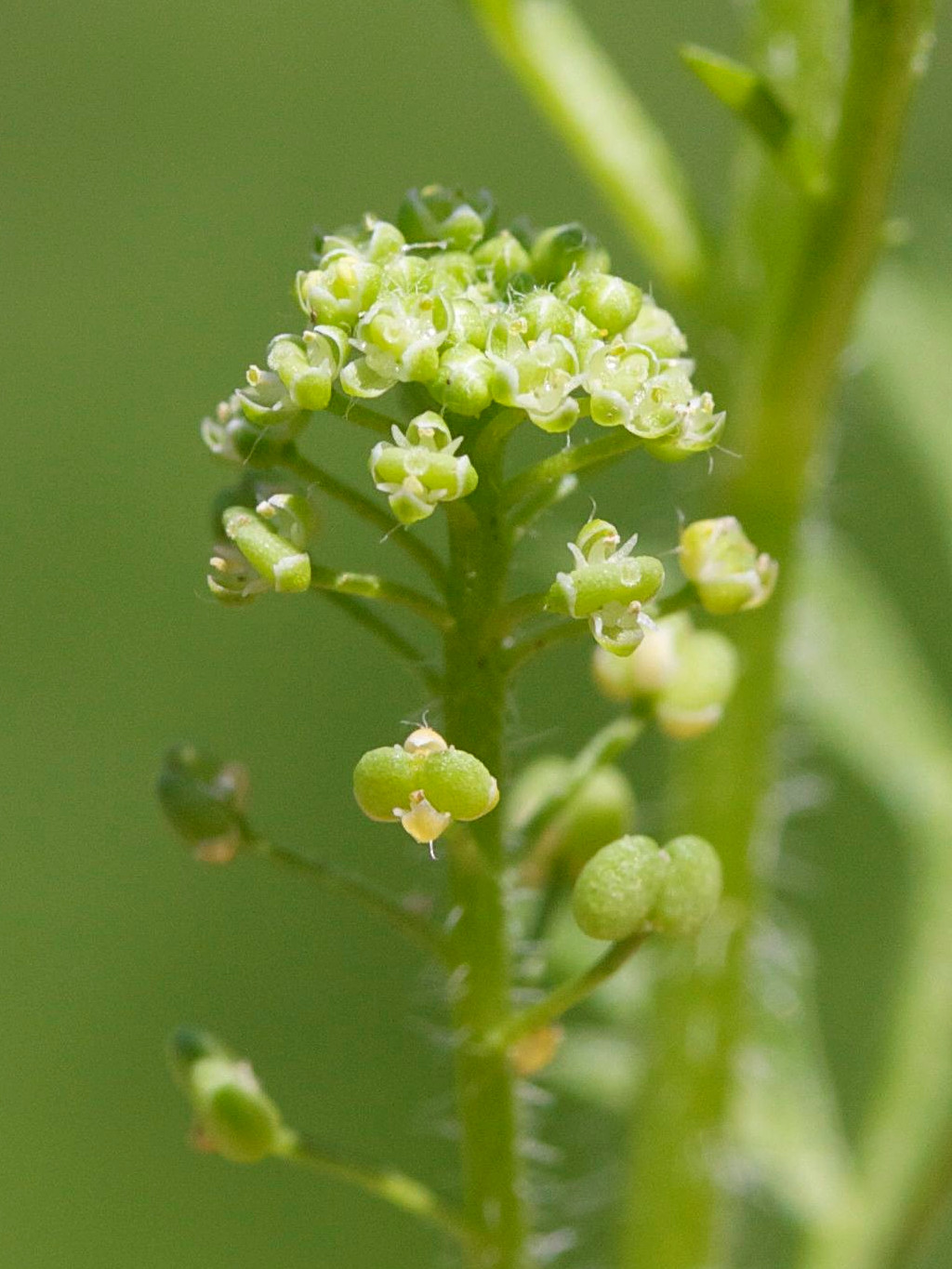Afficher le média Lepidium_didymum Lepidium_didymum
