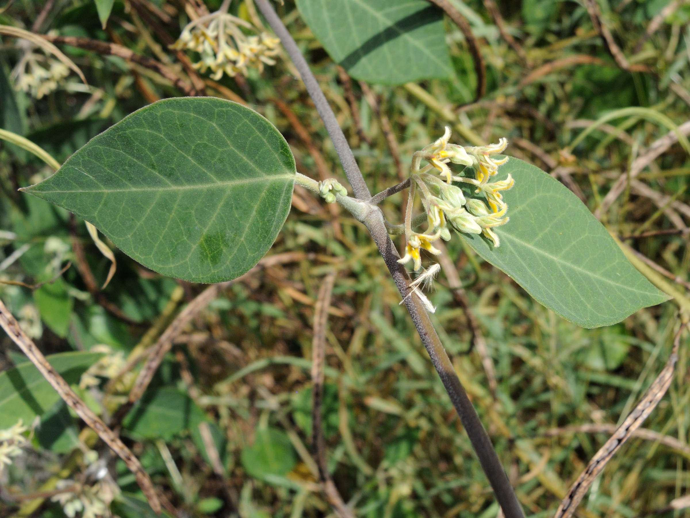 Afficher le média leptadenia_madagascariensis3md leptadenia_madagascariensis3md