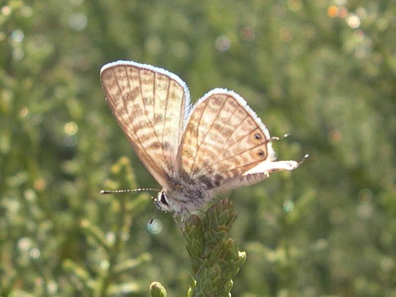leptotes_pirithous1bmd
