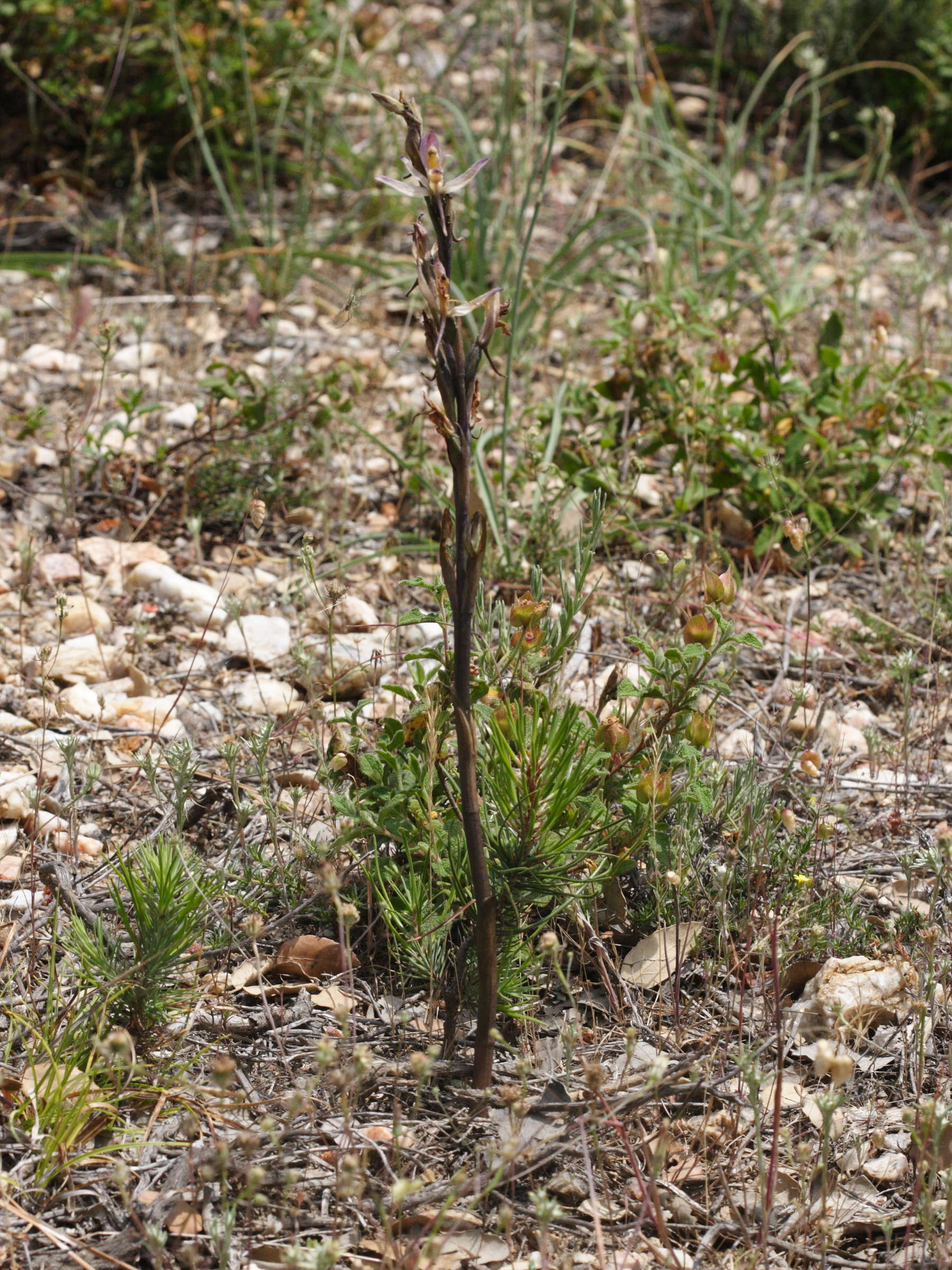 limodorum_abortivum1md