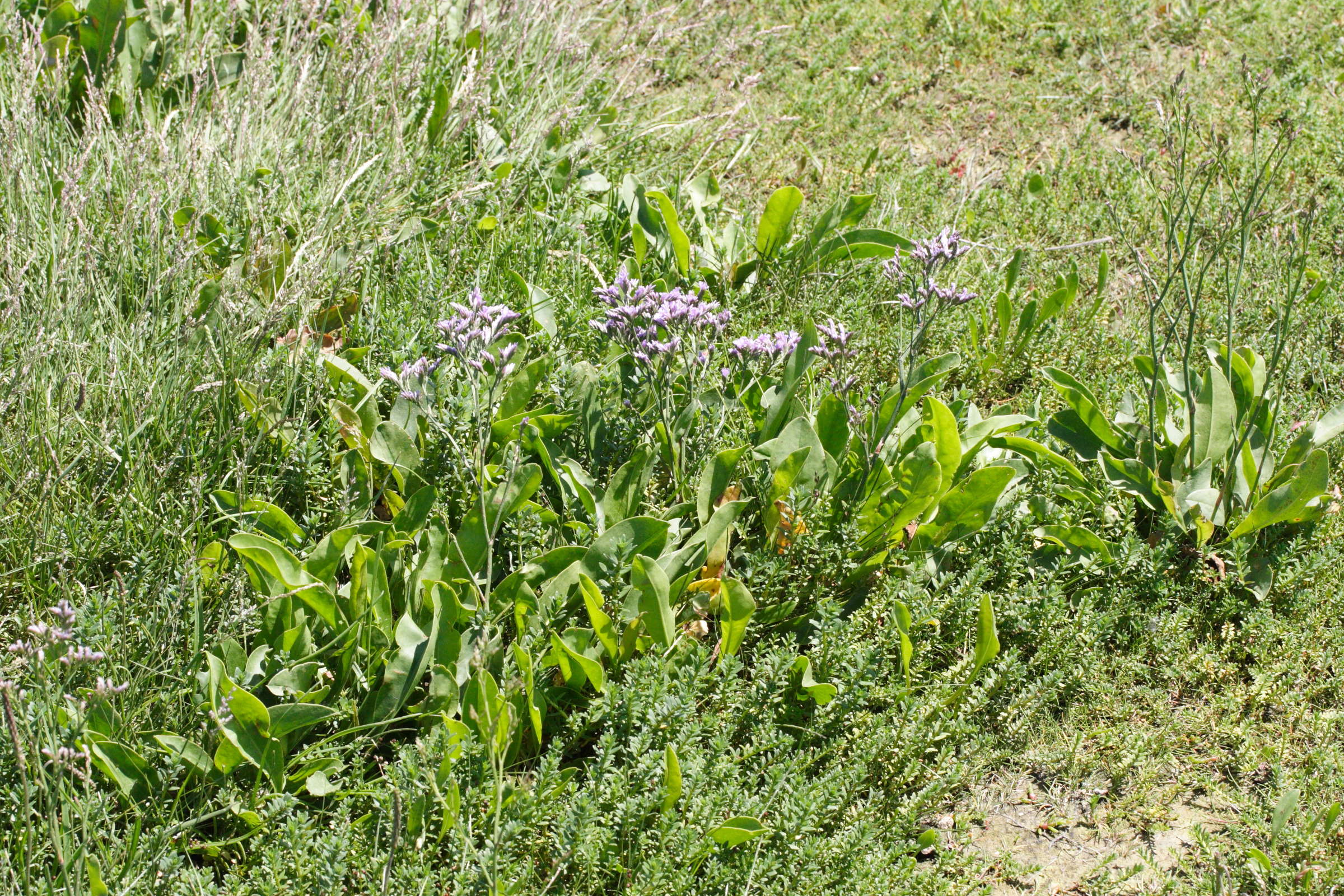 Afficher le média limonium_vulgare2md limonium_vulgare2md