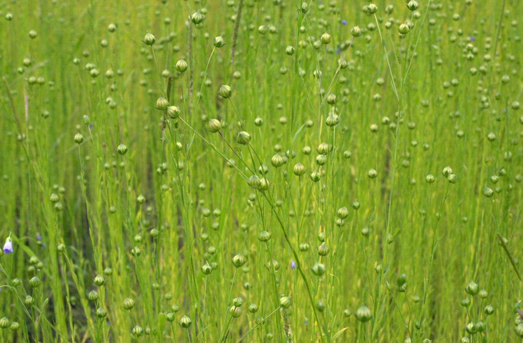 linum_usitatissimum4md