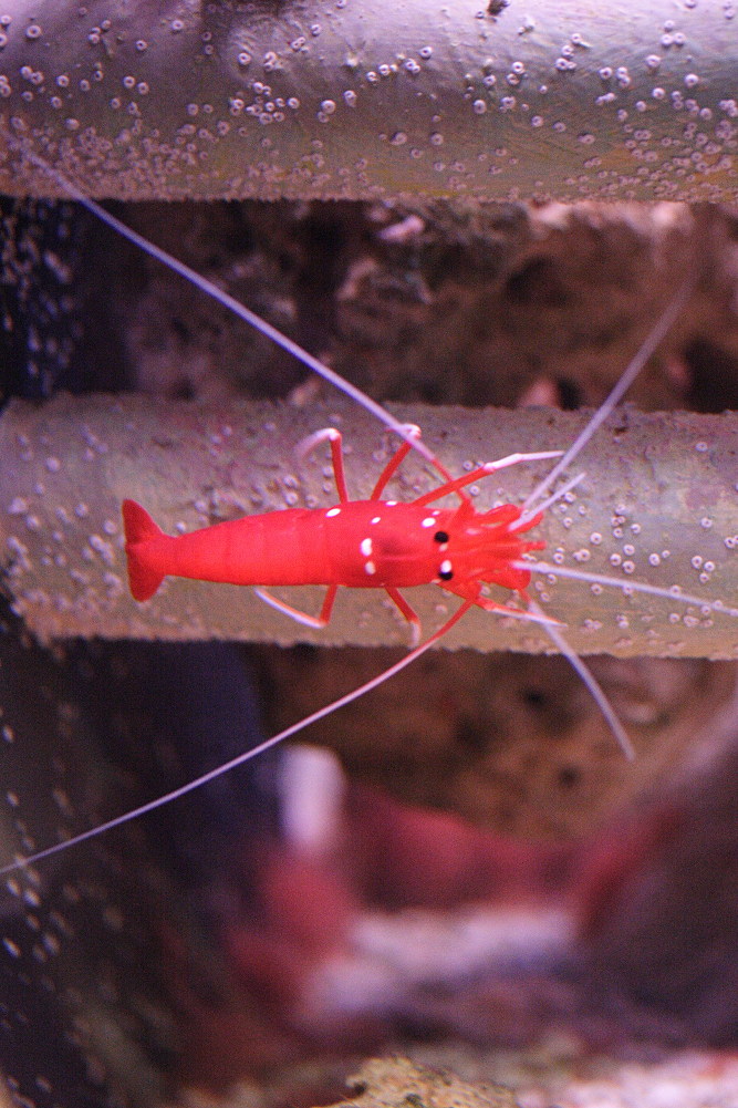 Afficher le média lysmata_debelius1md lysmata_debelius1md