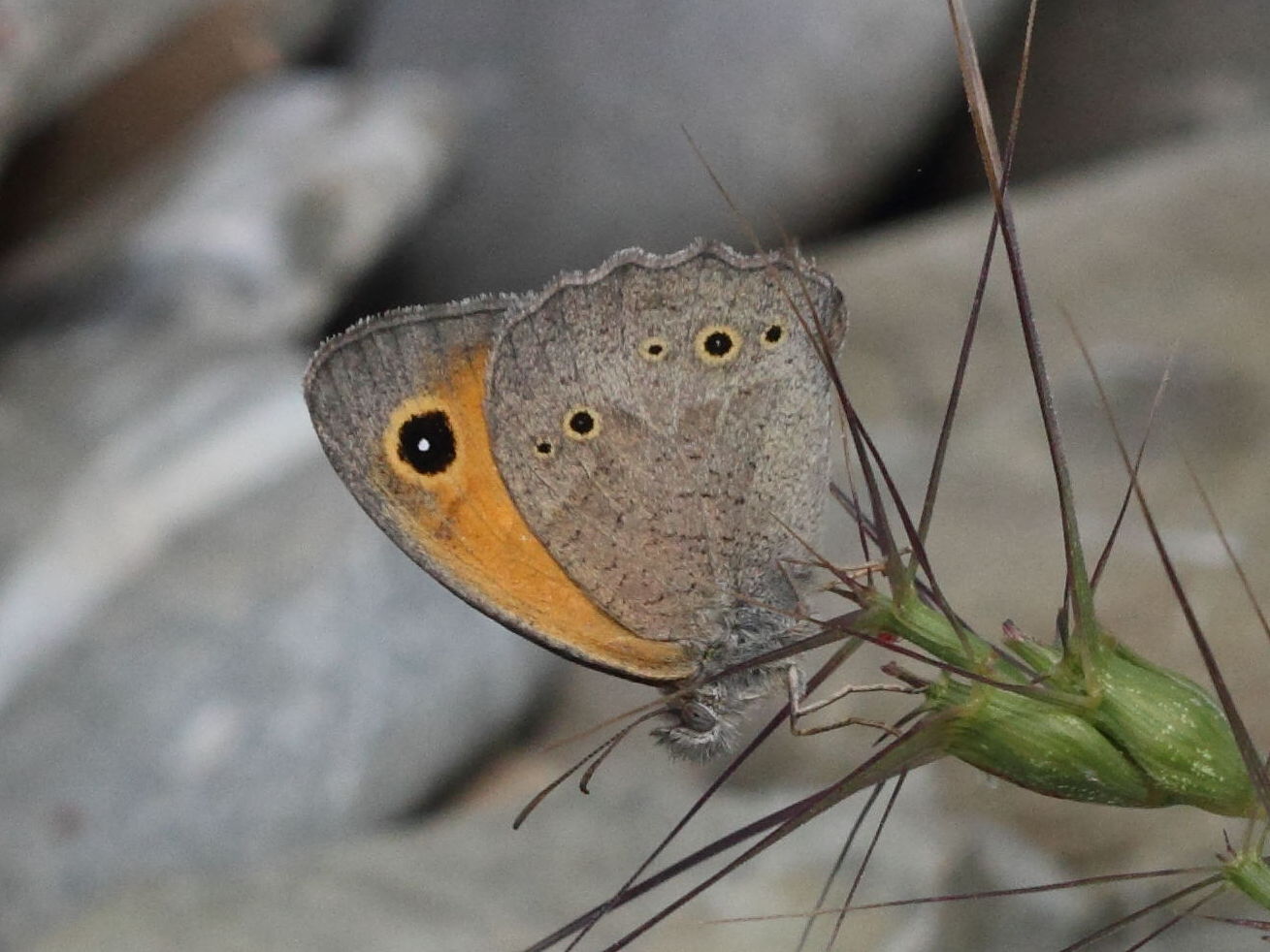 maniola_telmessia1bd