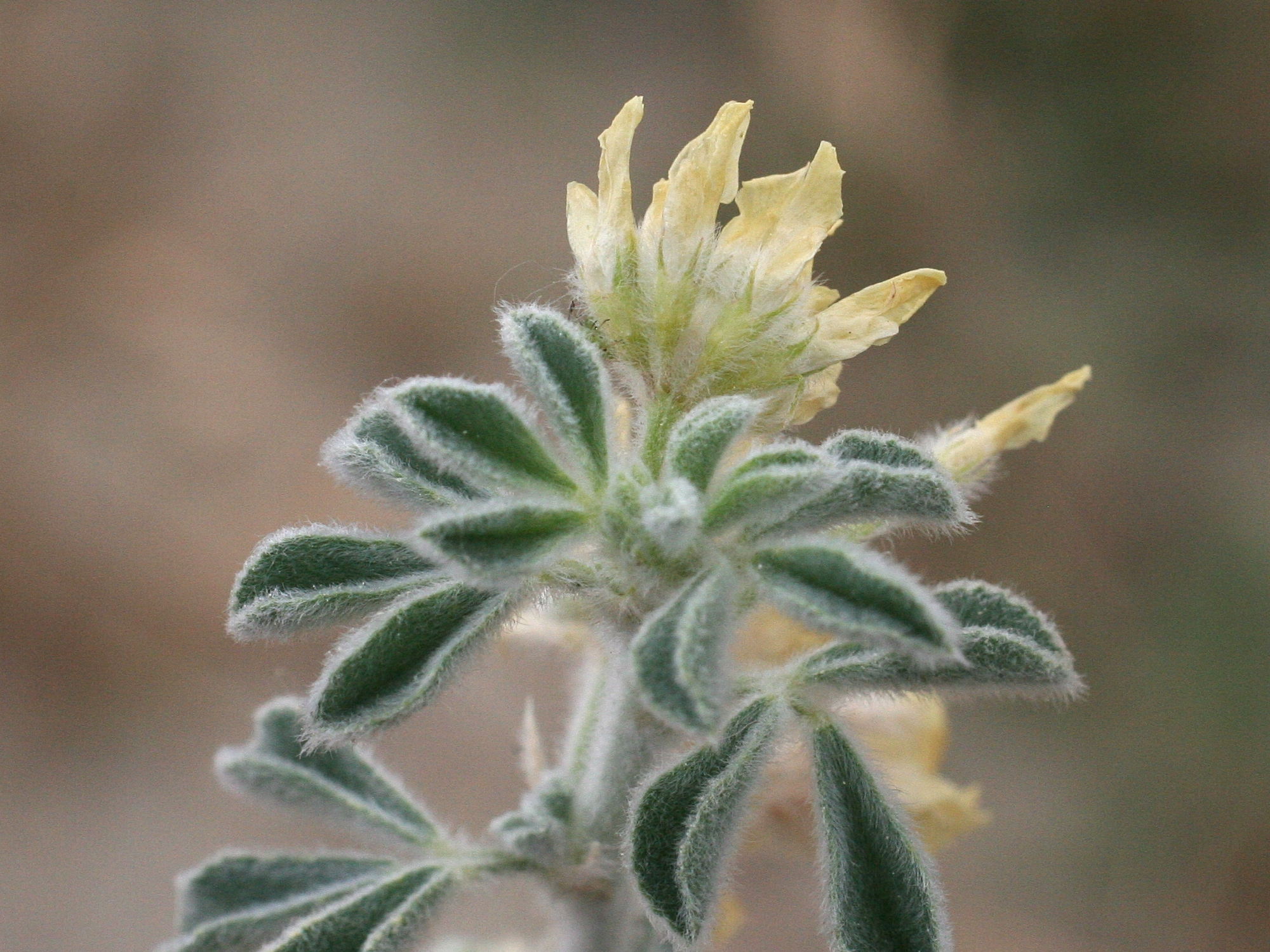 medicago_marina3md