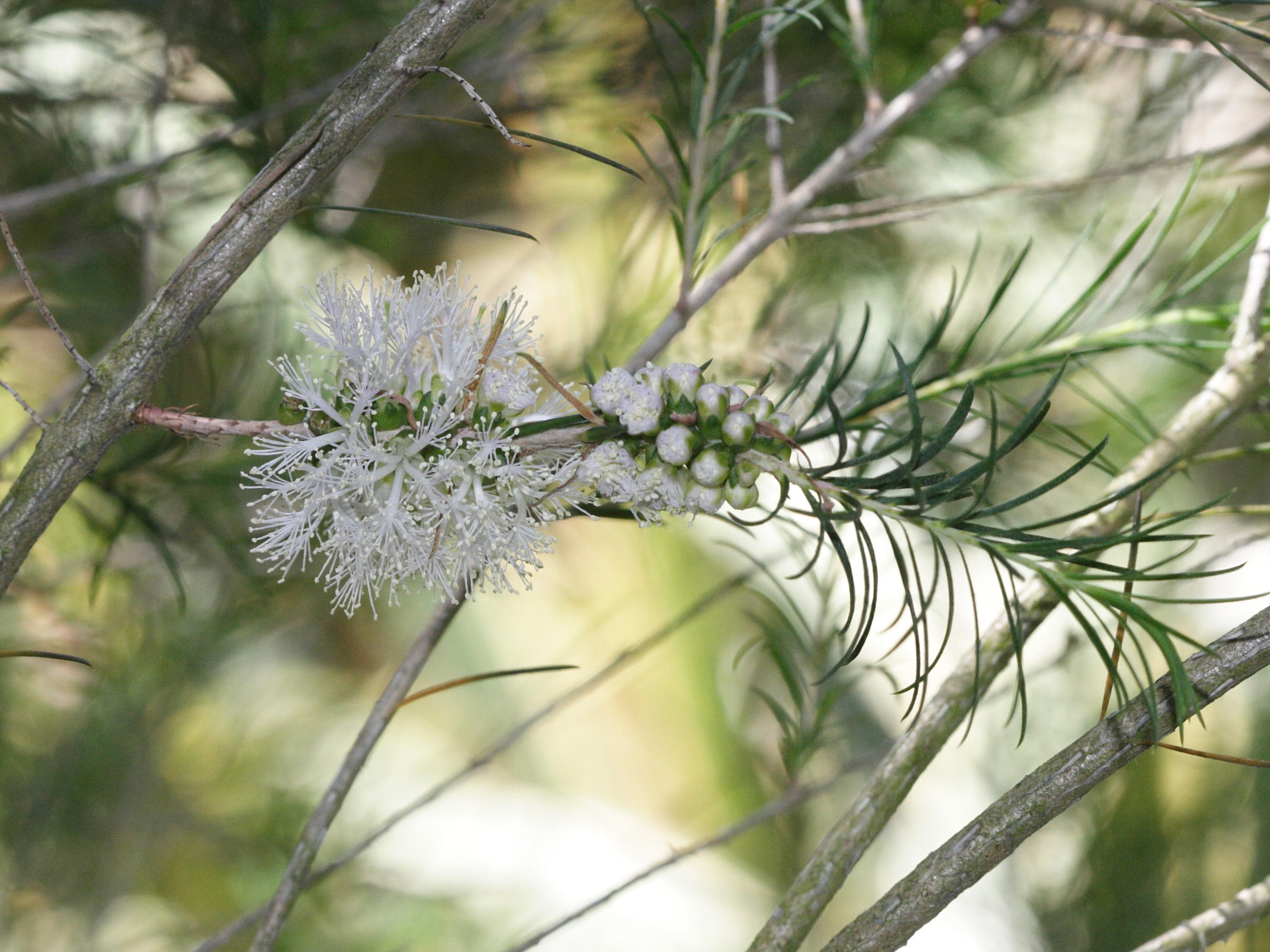 melaleuca_armillaris2md