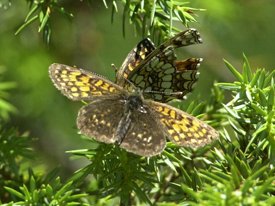 melitaea_diamina1md