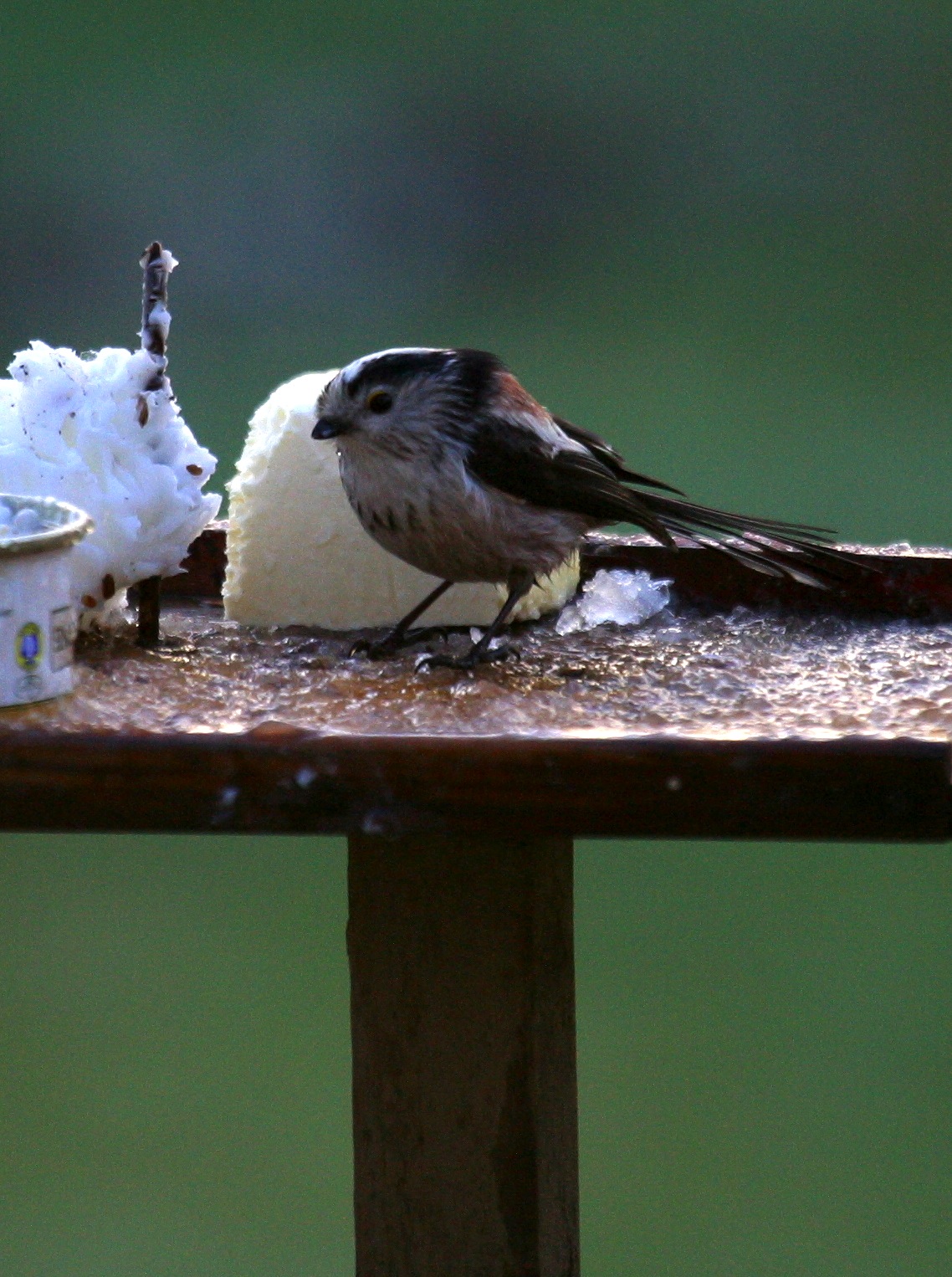 Afficher le média mesange_a_longue_queue_-_aegithalos_caudatus5bbd mesange_a_longue_queue_-_aegithalos_caudatus5bbd