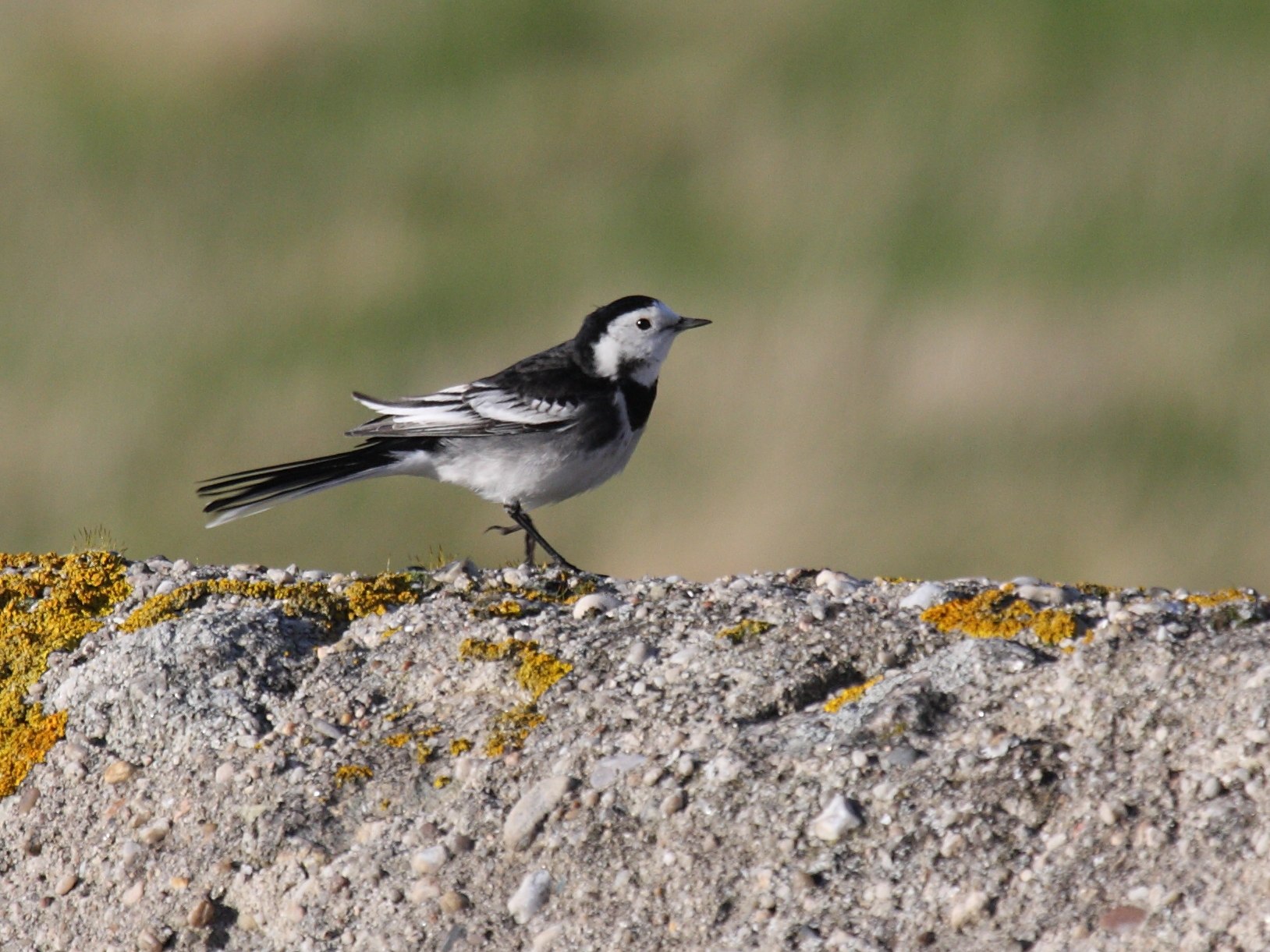 Afficher le média Motacilla_yarrellii5 Motacilla_yarrellii5