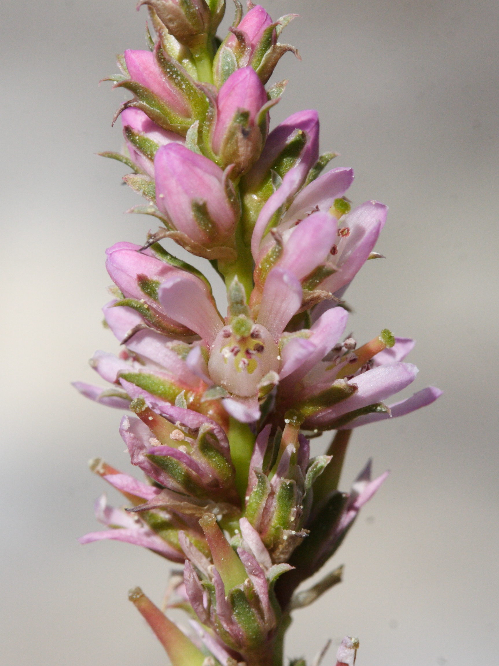 myricaria_germanica5md