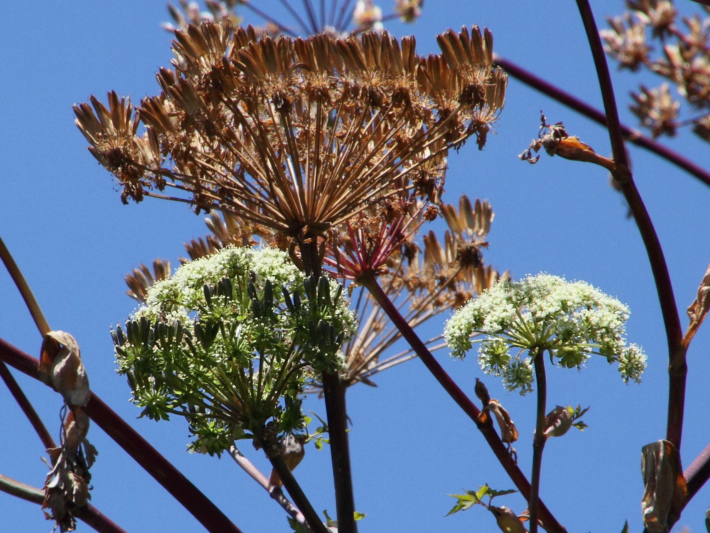 myrrhidendron_donnell-smithii3md