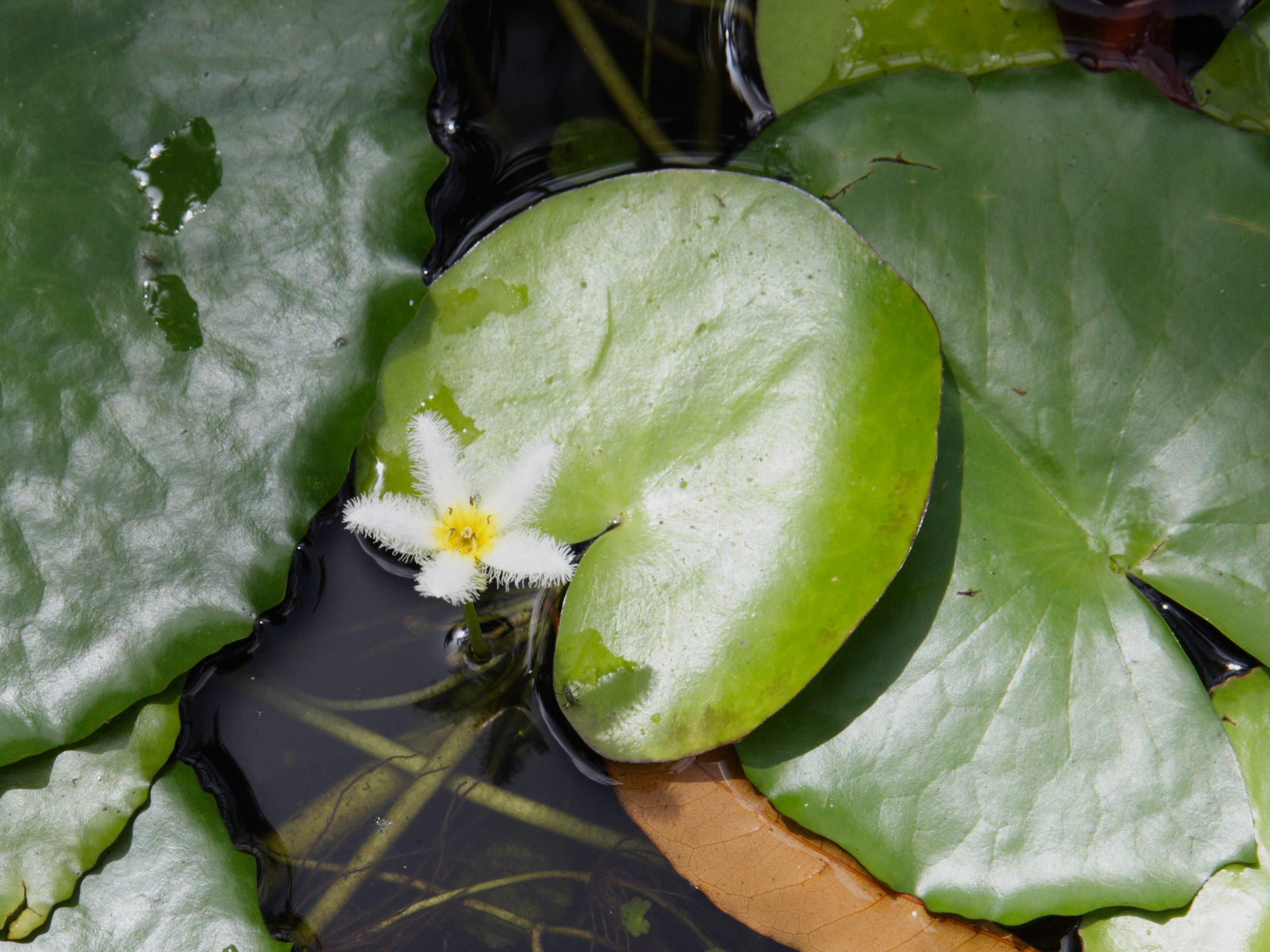 Afficher le média nymphoides_indica4md nymphoides_indica4md