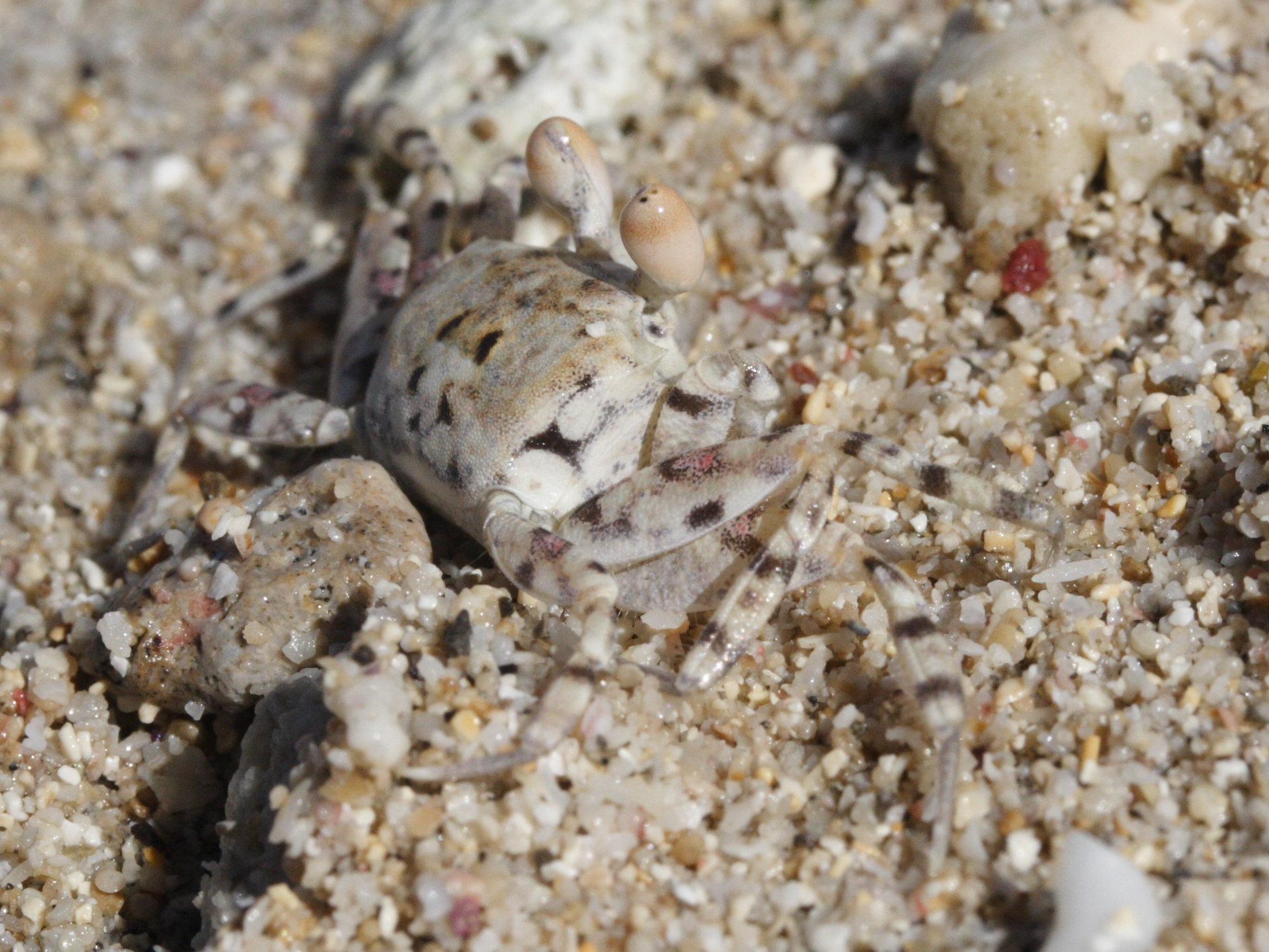 ocypode_pallidula1md