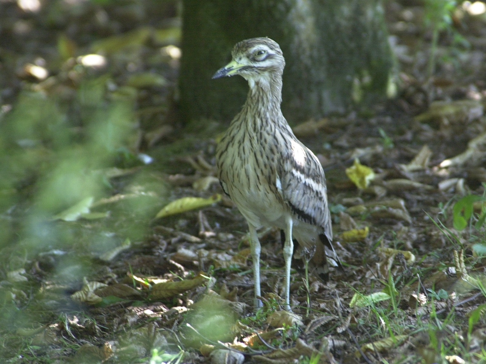 oedicneme_criard_-_burhinus_oedicnemus1md