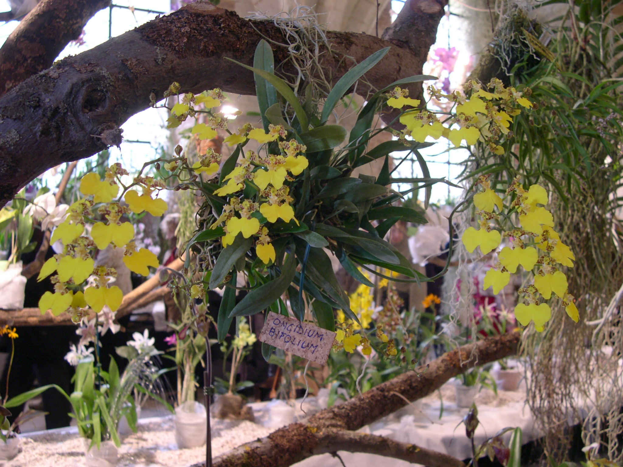 oncidium_bifolium1fca