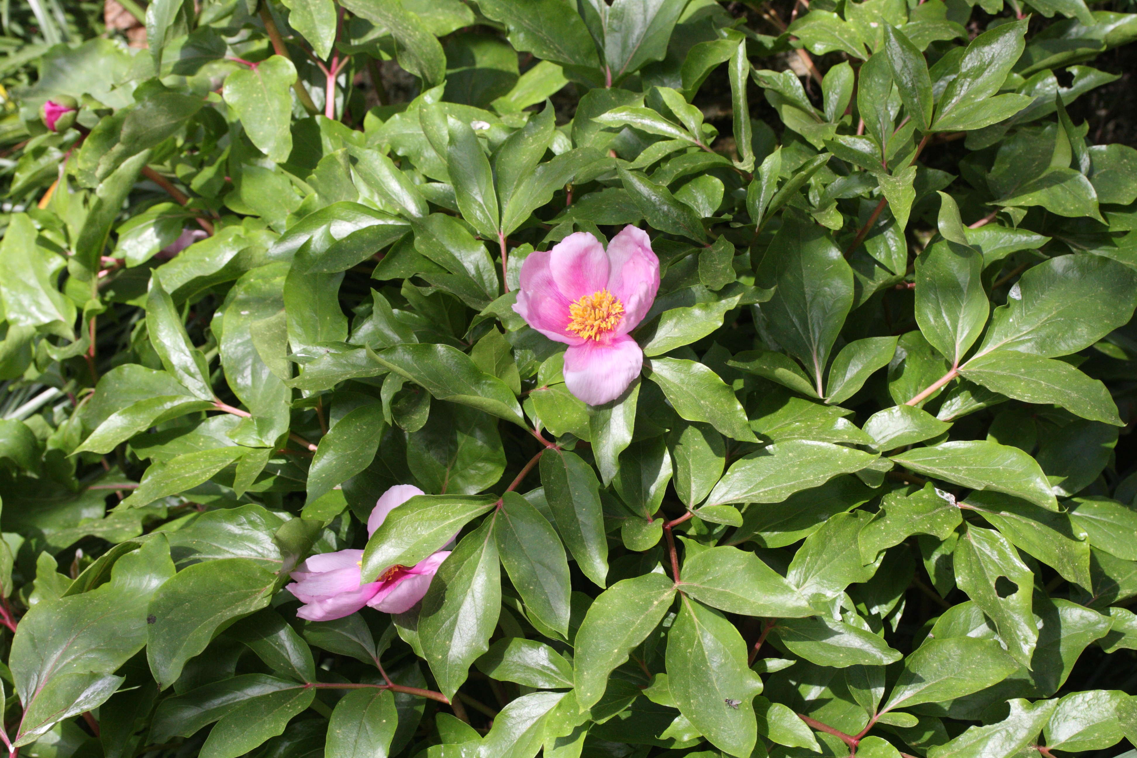 paeonia_mascula_russoi1md